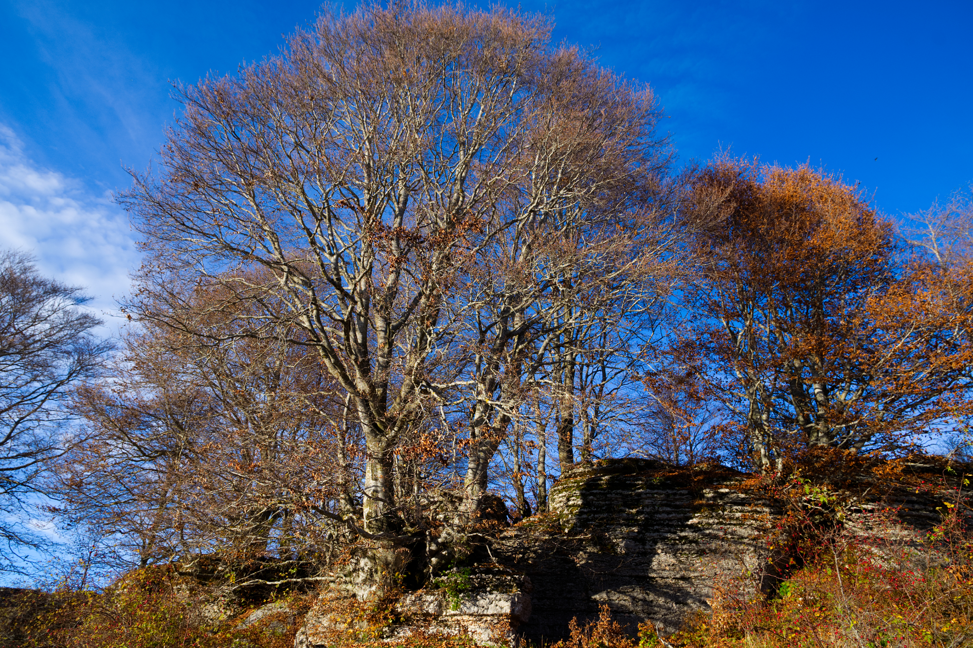 Beech trees