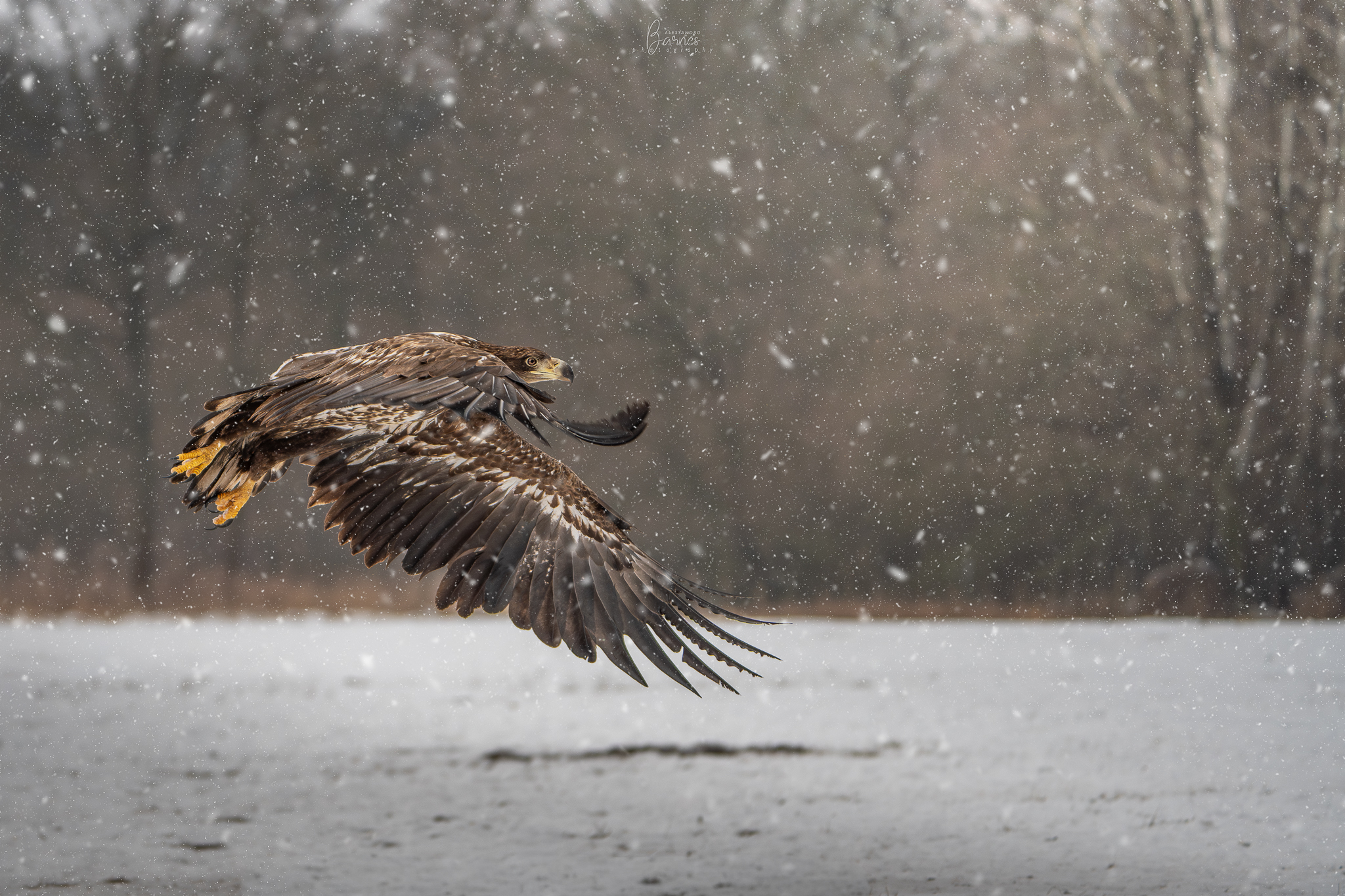 Sea Eagle -young specimen-