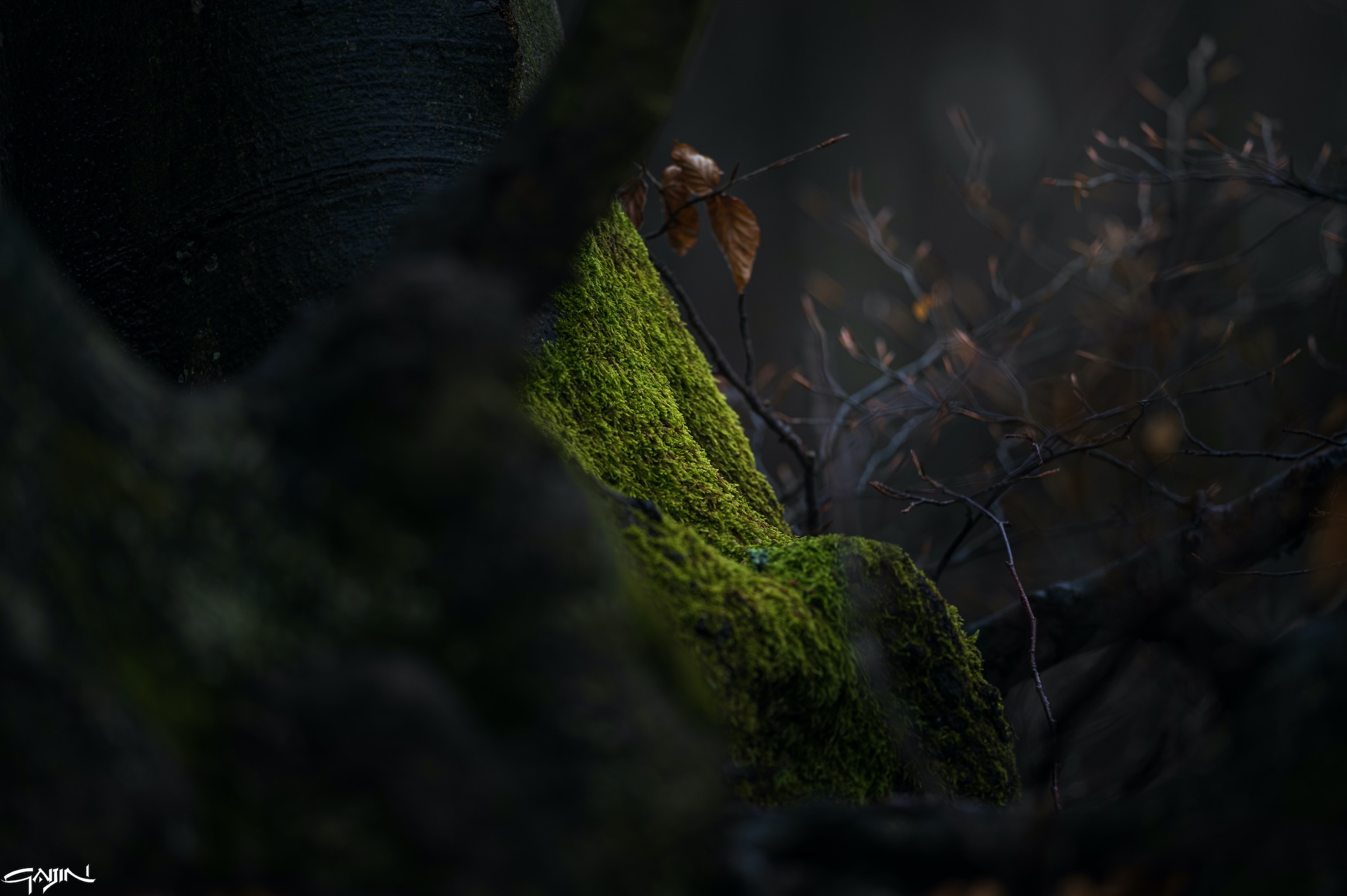 Luce nel bosco