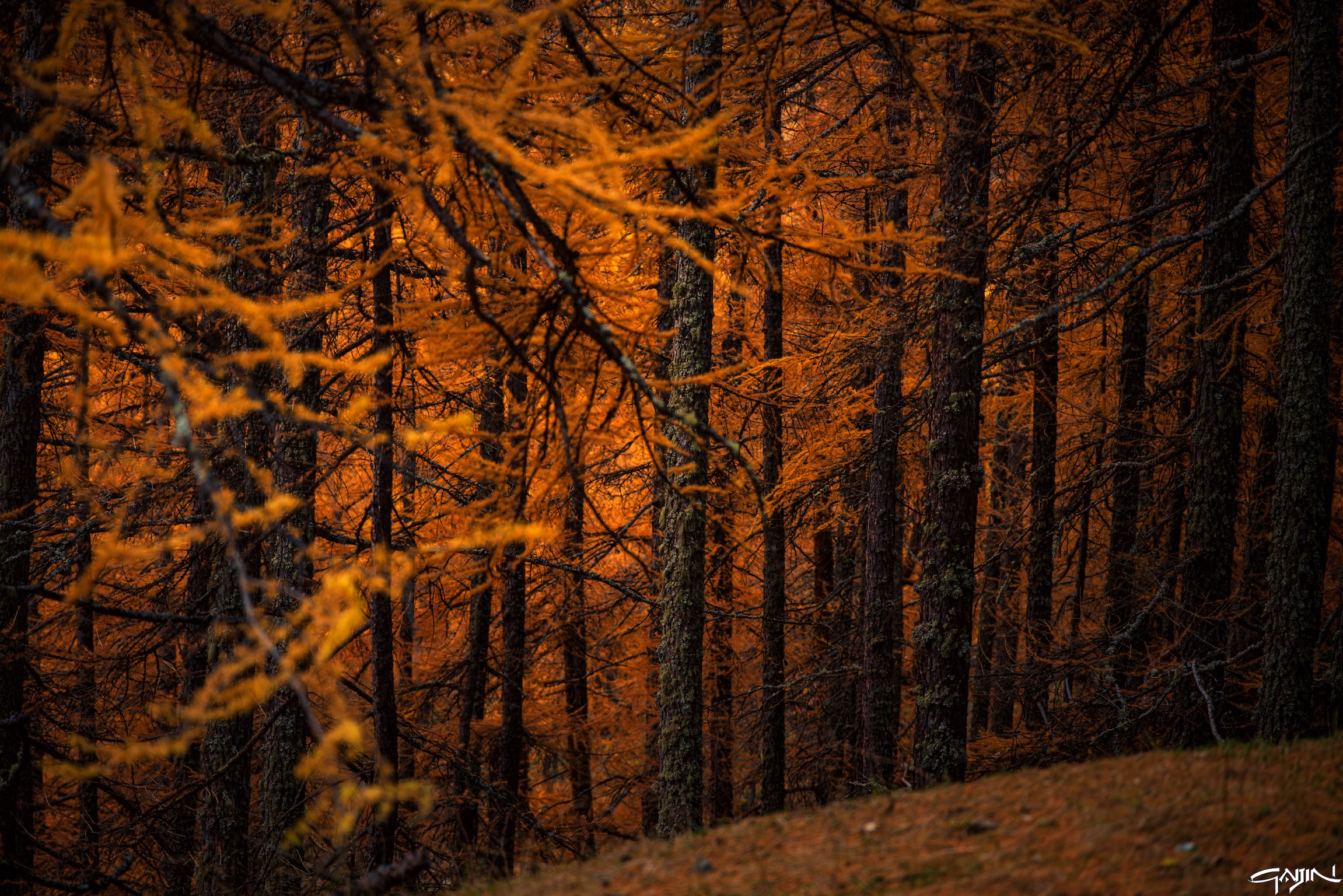 Orange