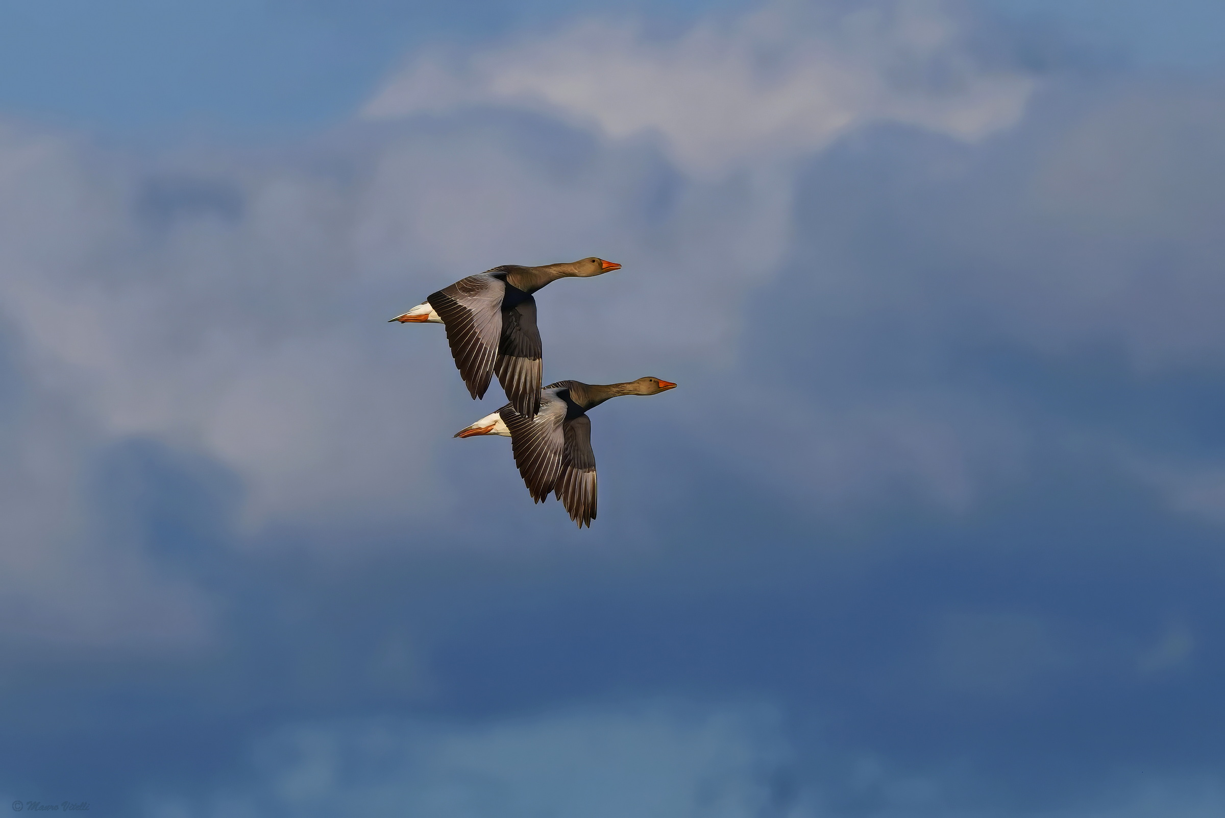 Wild geese (Anser anser)