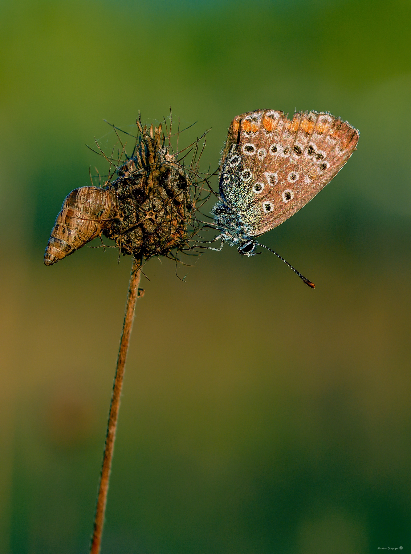 Farfalla