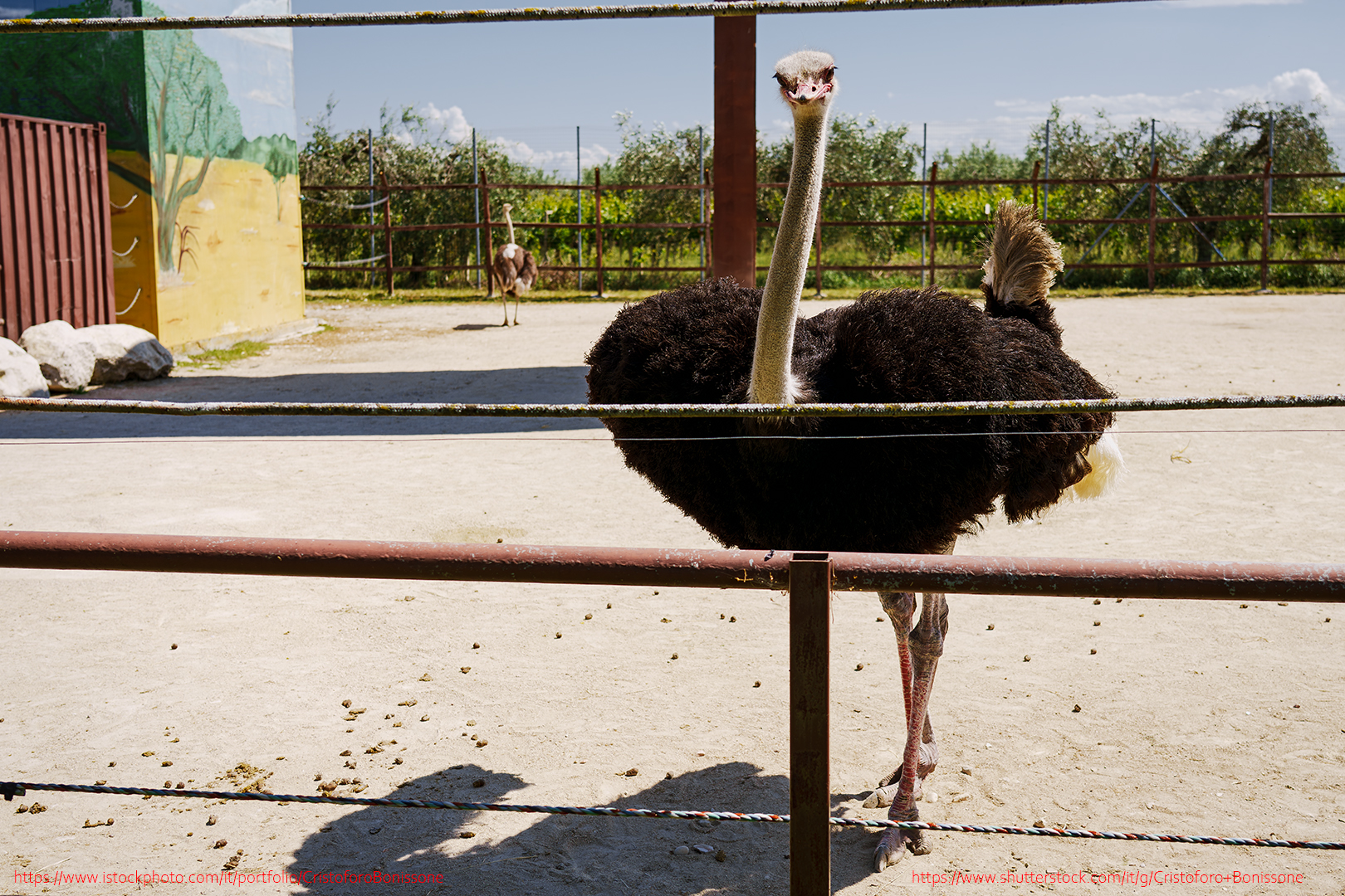Struthio camelus a very curious ostrich