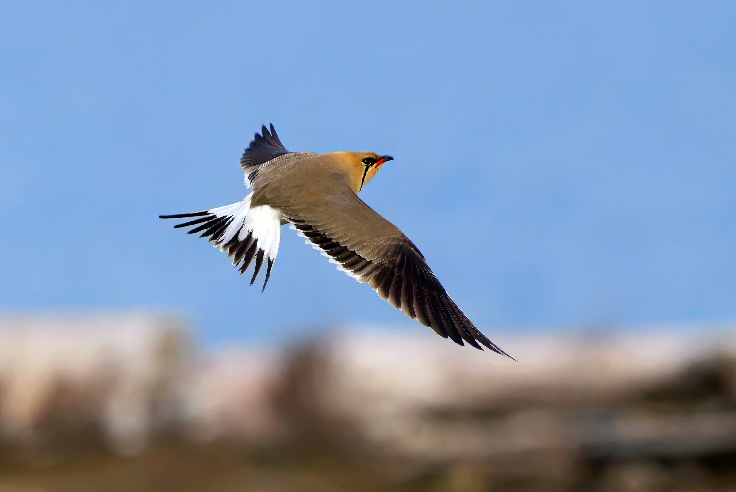 Sea partridge (Glareola pratincola)