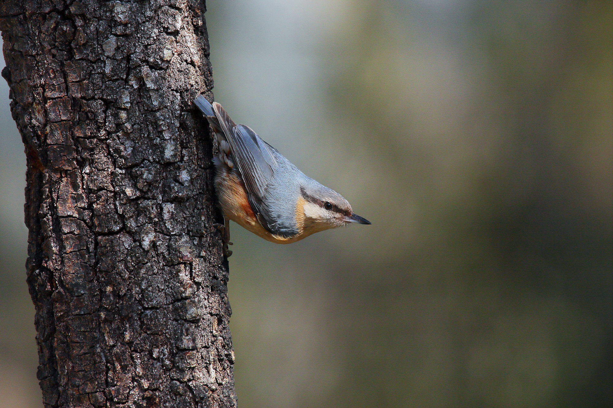 Nuthatch