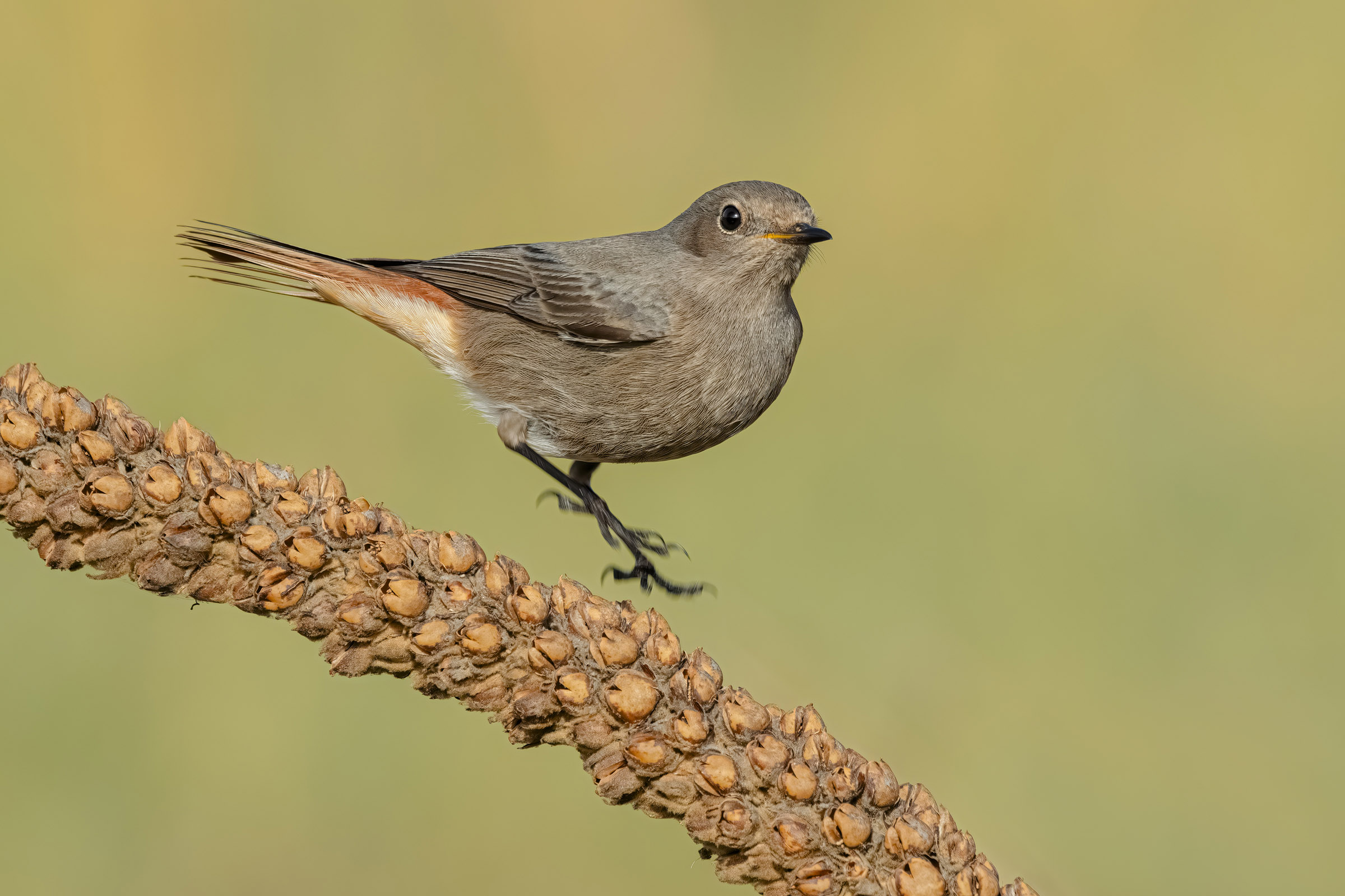 Chimney Sweep Redstart