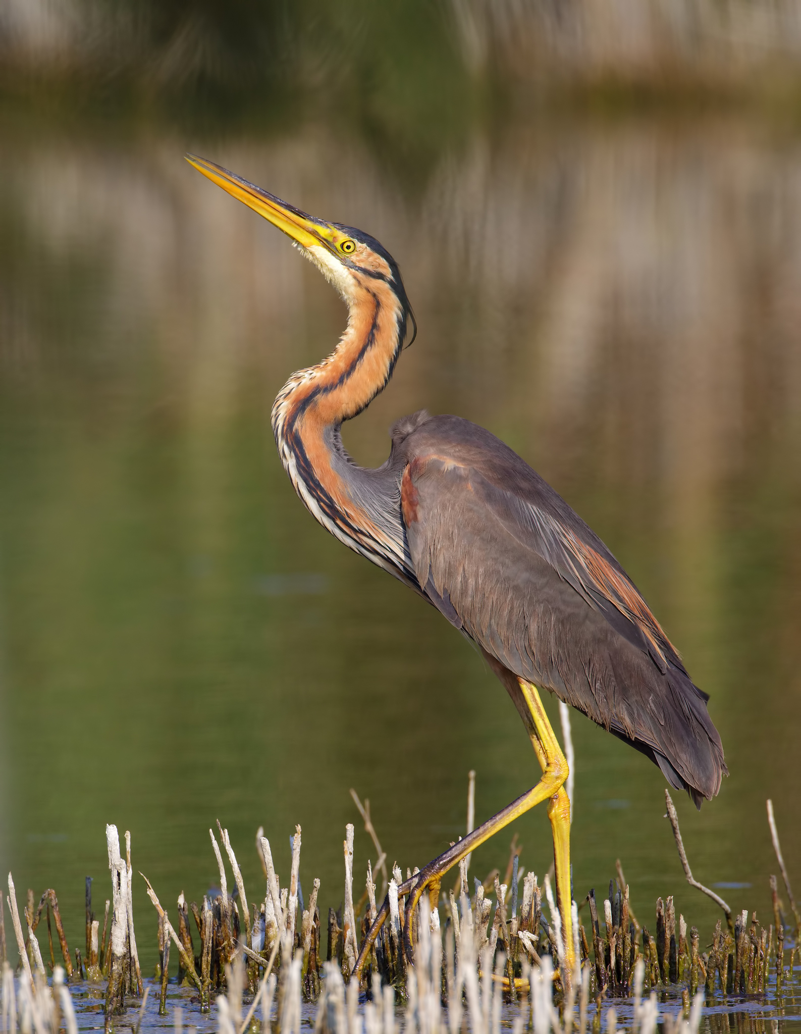 Purple Heron