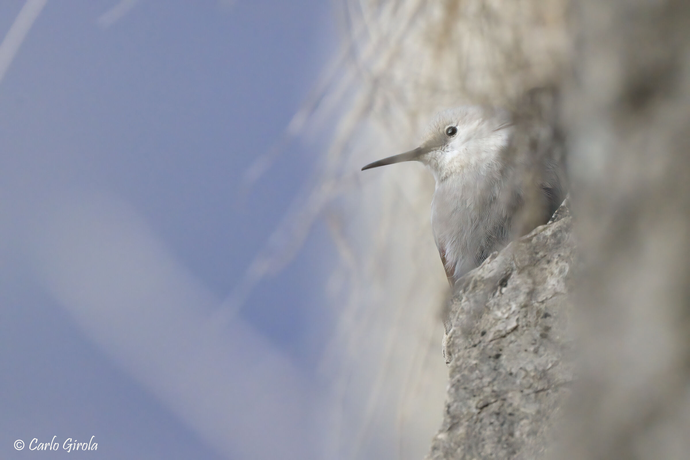 Wallcreeper (Tichodroma muraria)