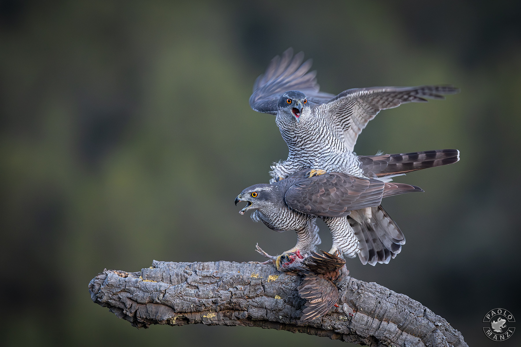 Goshawk - pairing