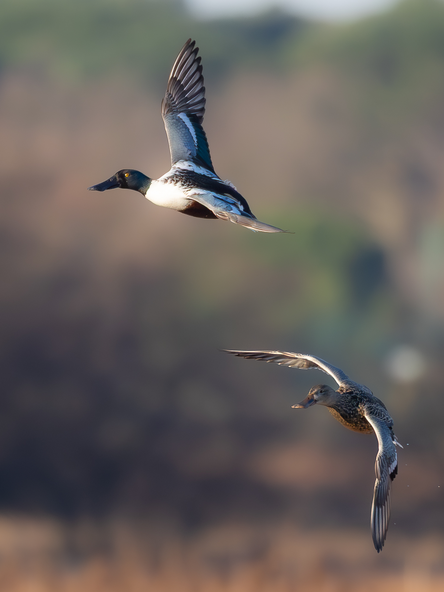 coppia di mestoloni.