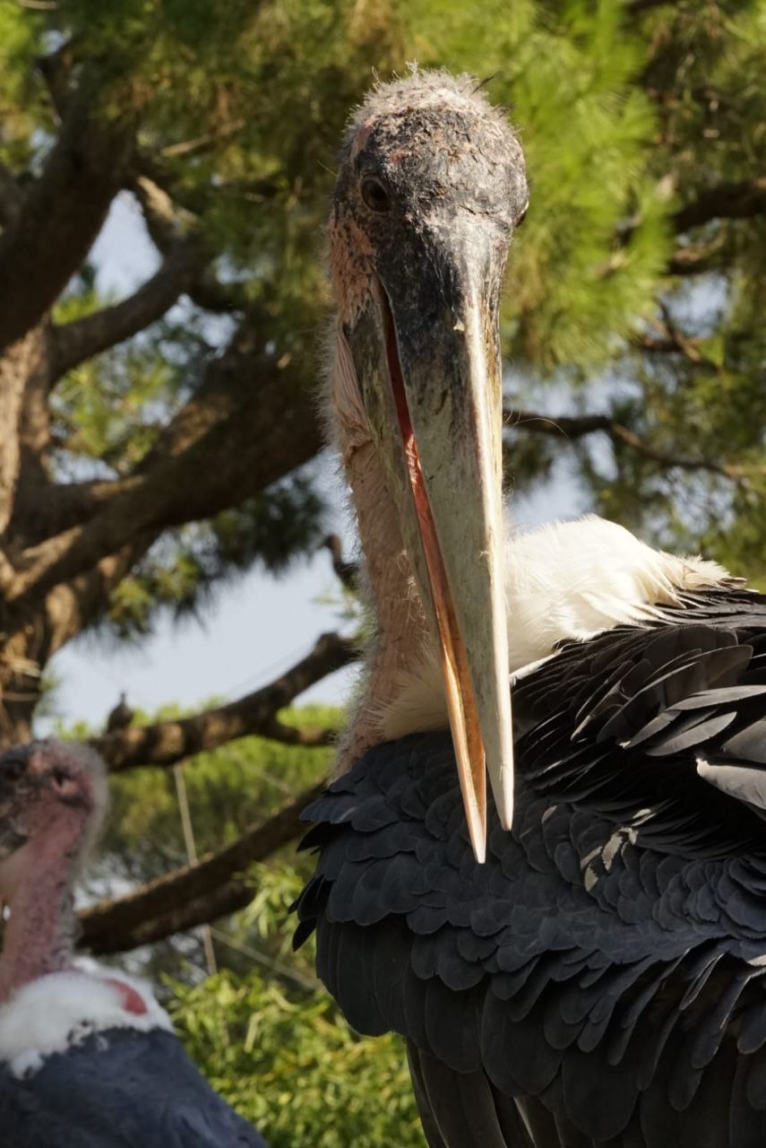 African marabou