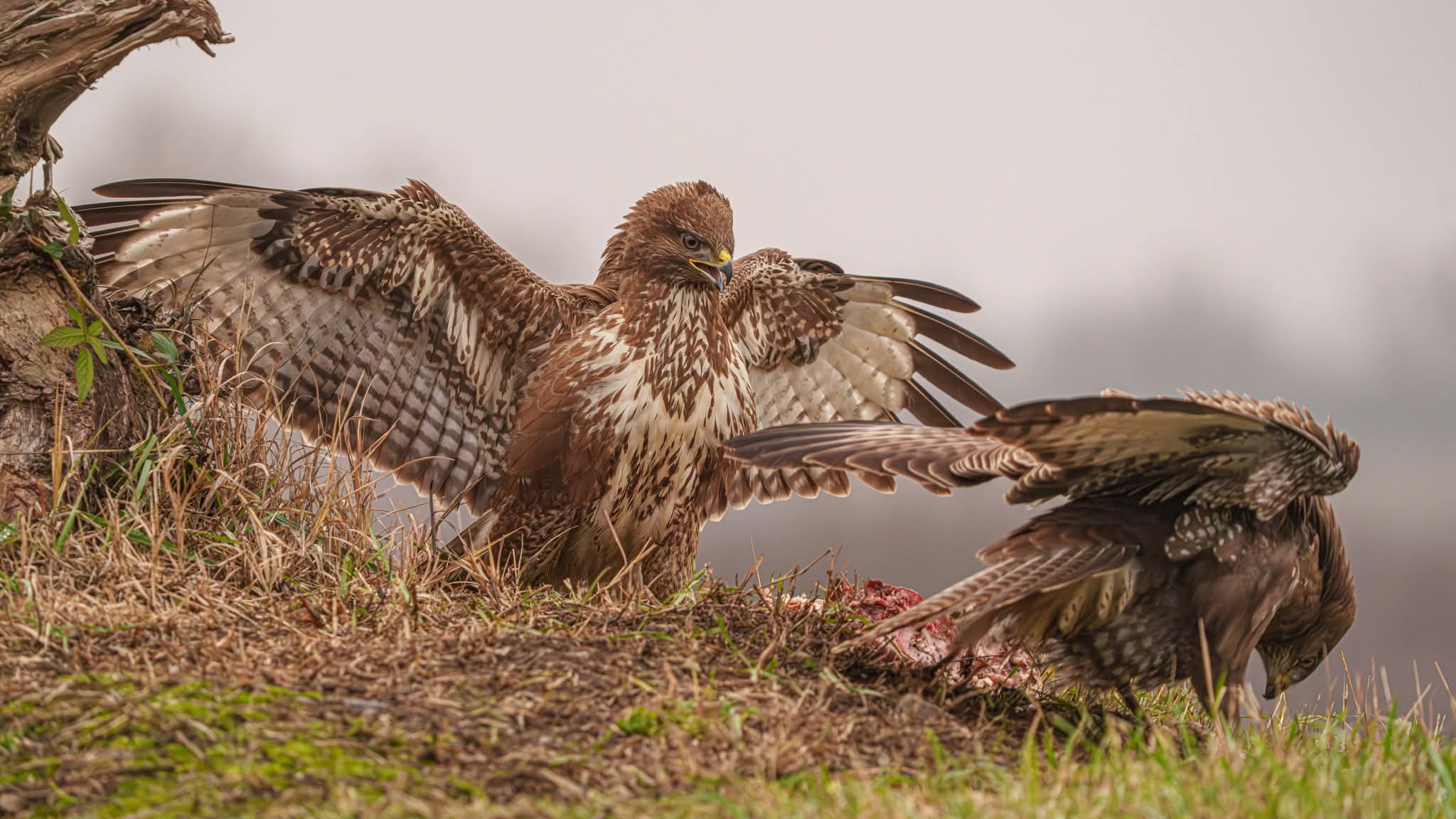 The Common buzzard