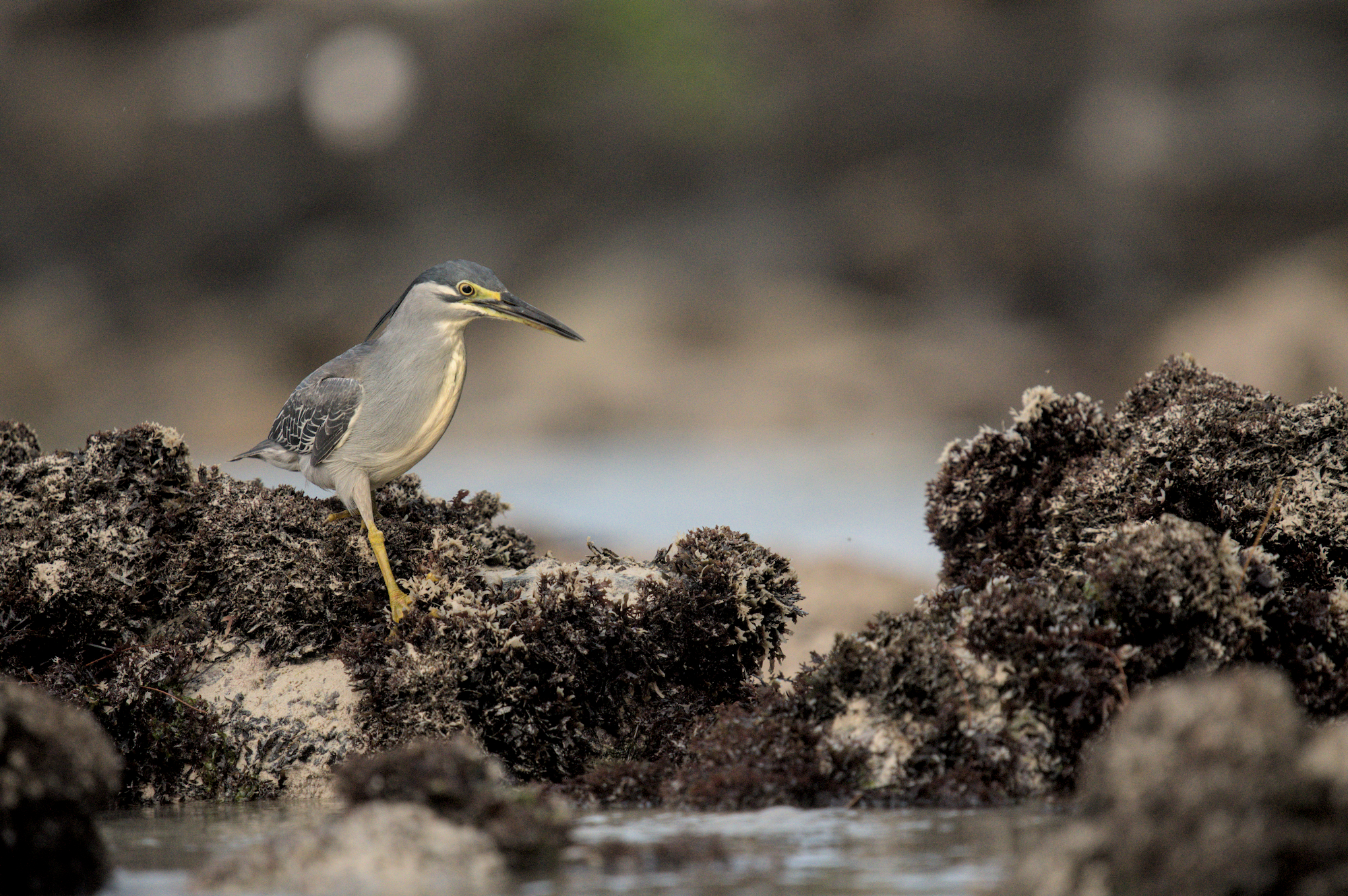 Striped Heron