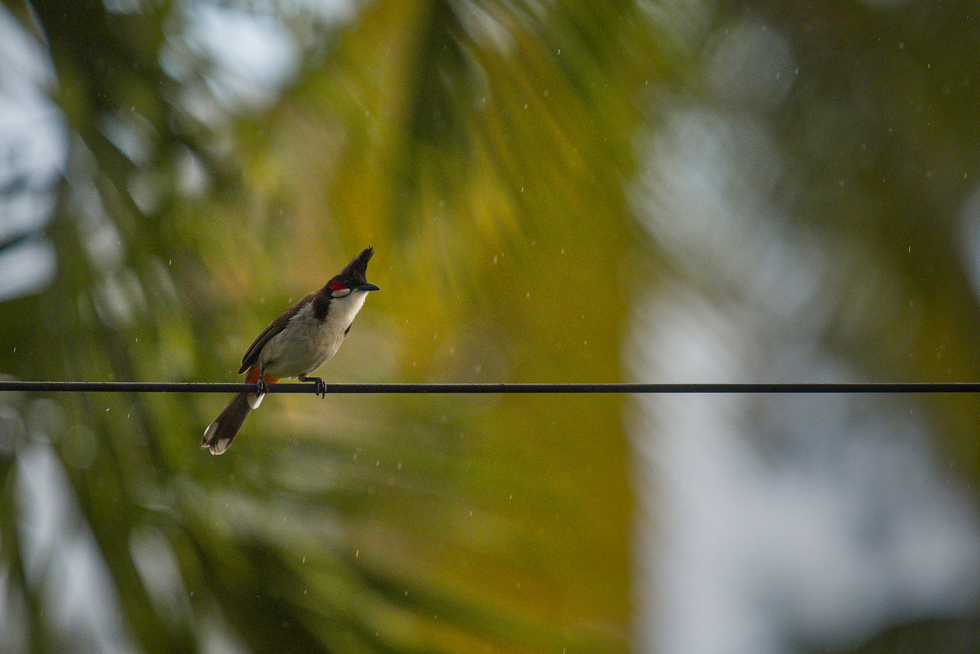 Red moustache bulbul