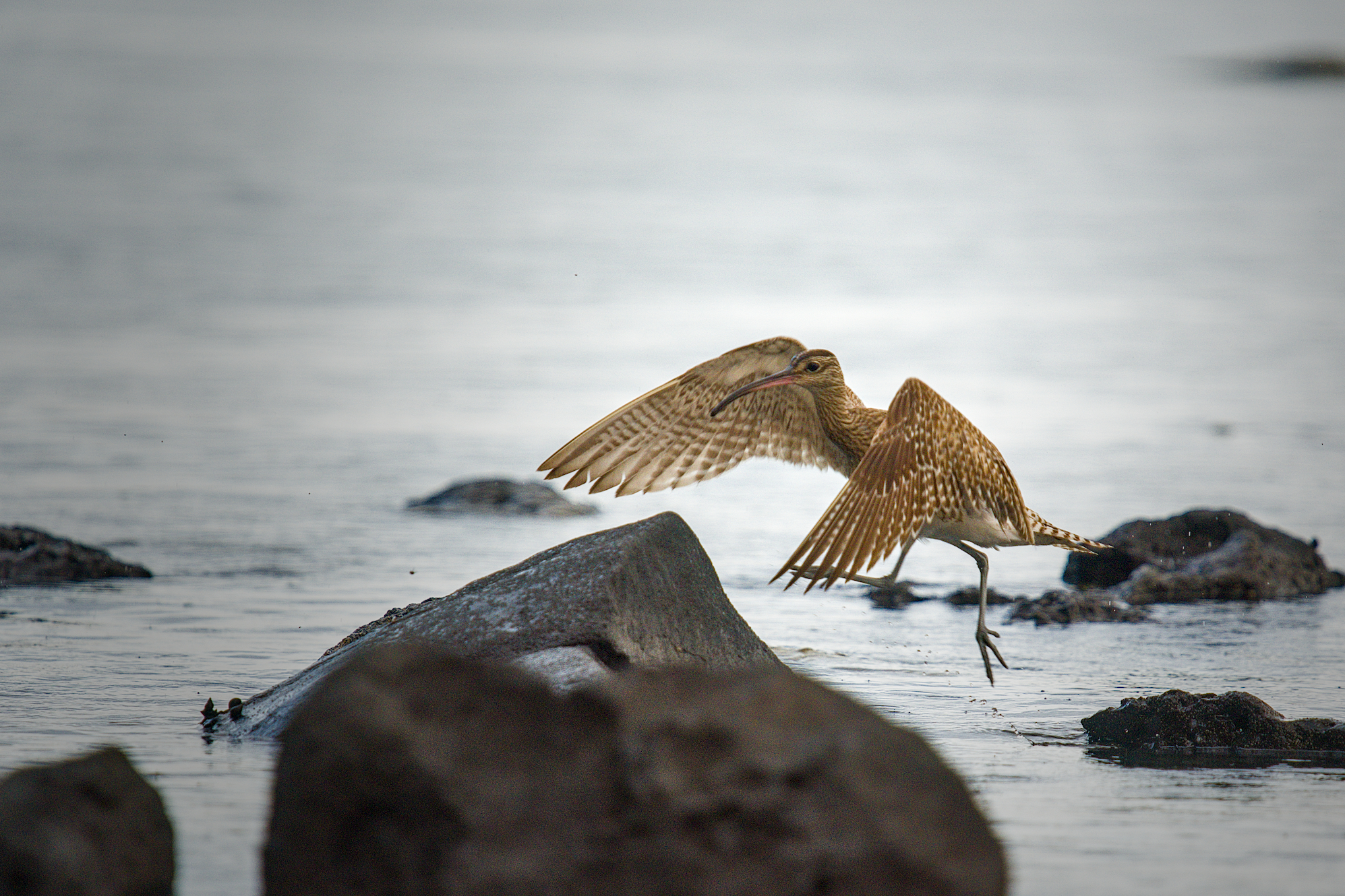 Curlew