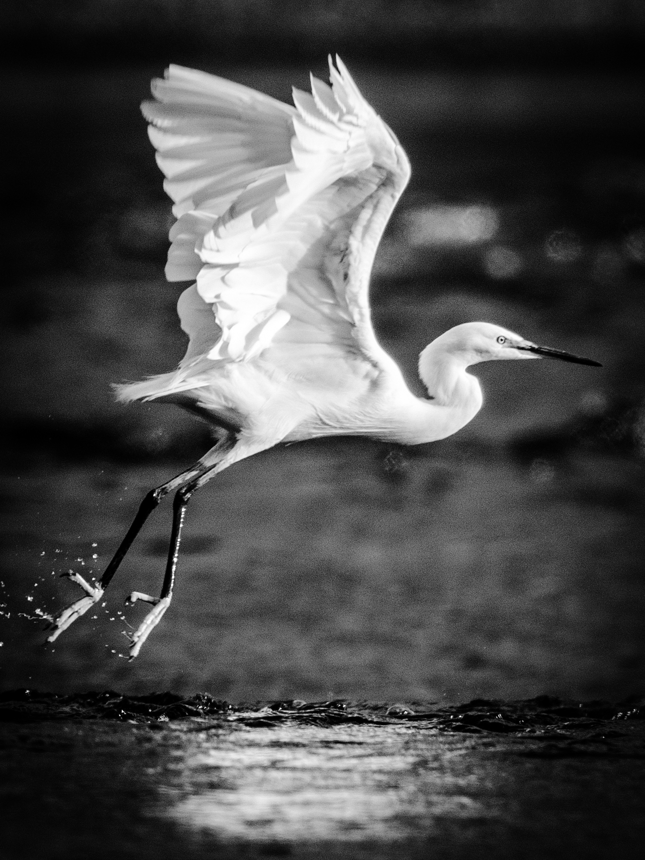 White egret
