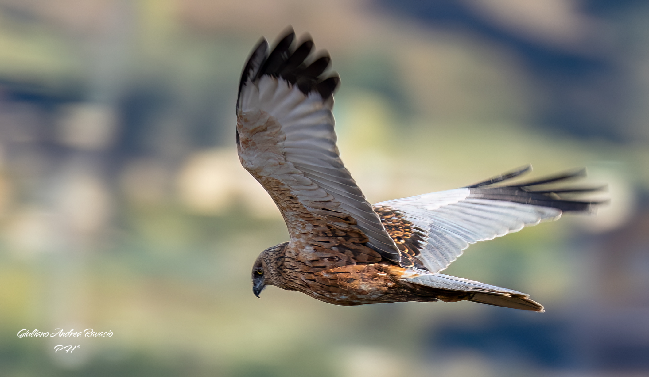 Marsh Harrier M
