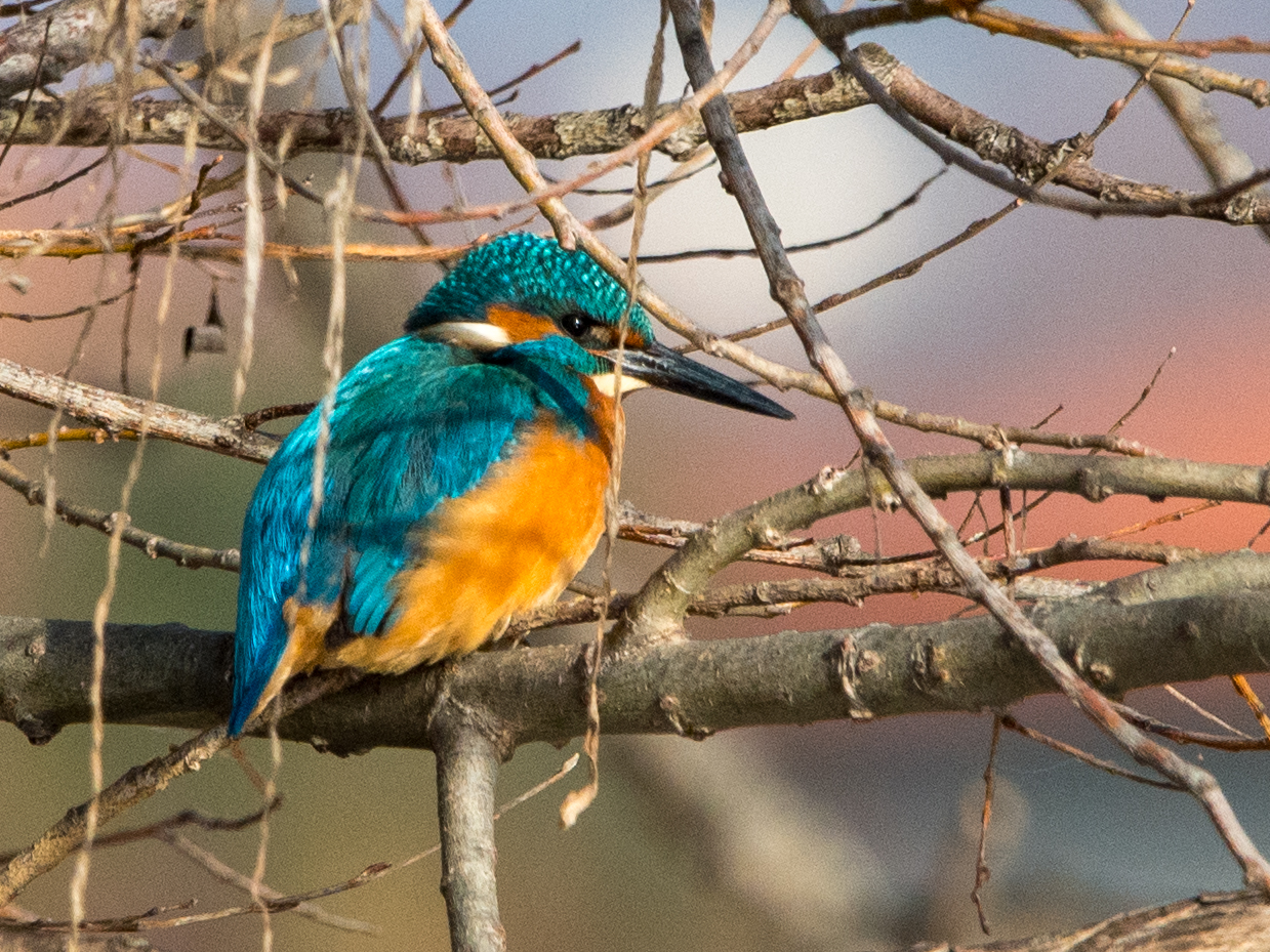 Kingfisher