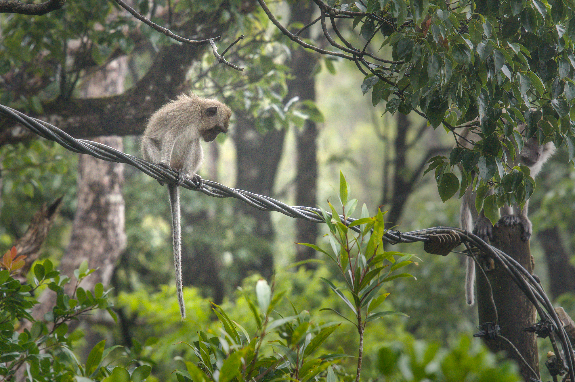 Macaque with doubts