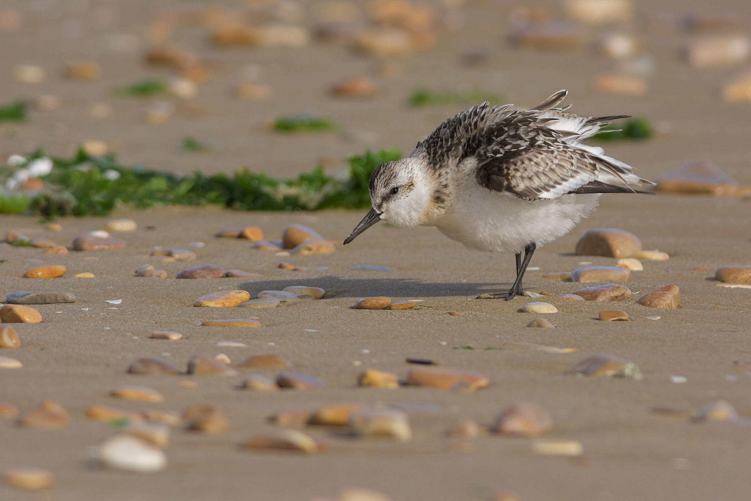 Piovanello tridattilo (Calidris alba)