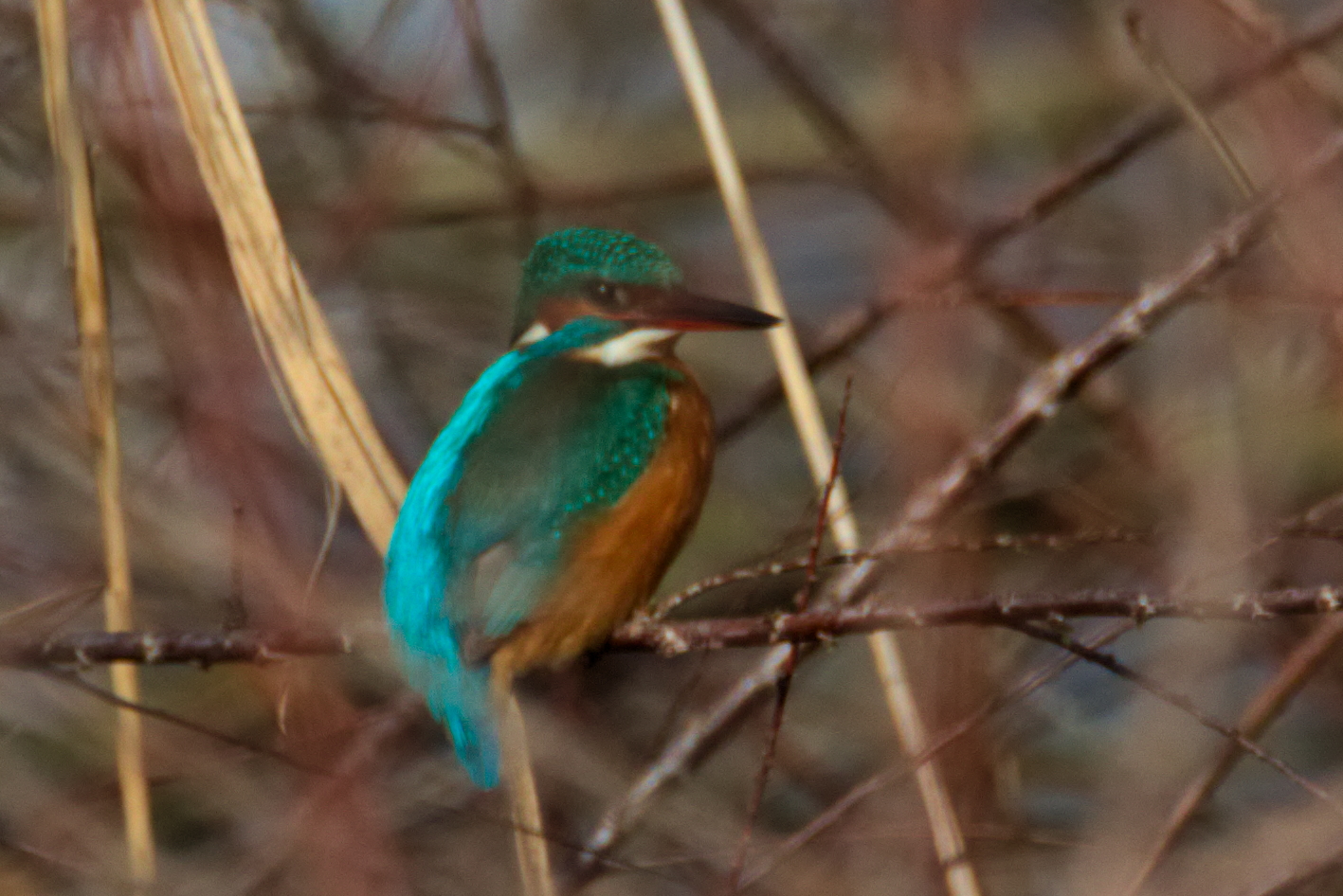 Kingfisher