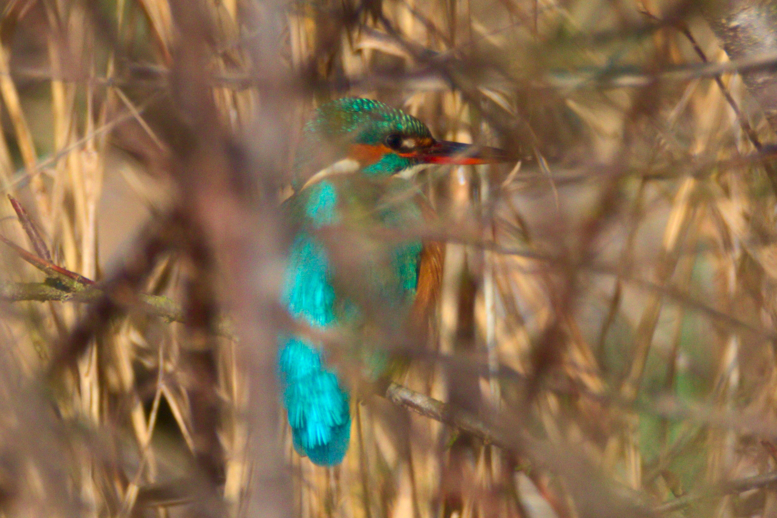 Kingfisher