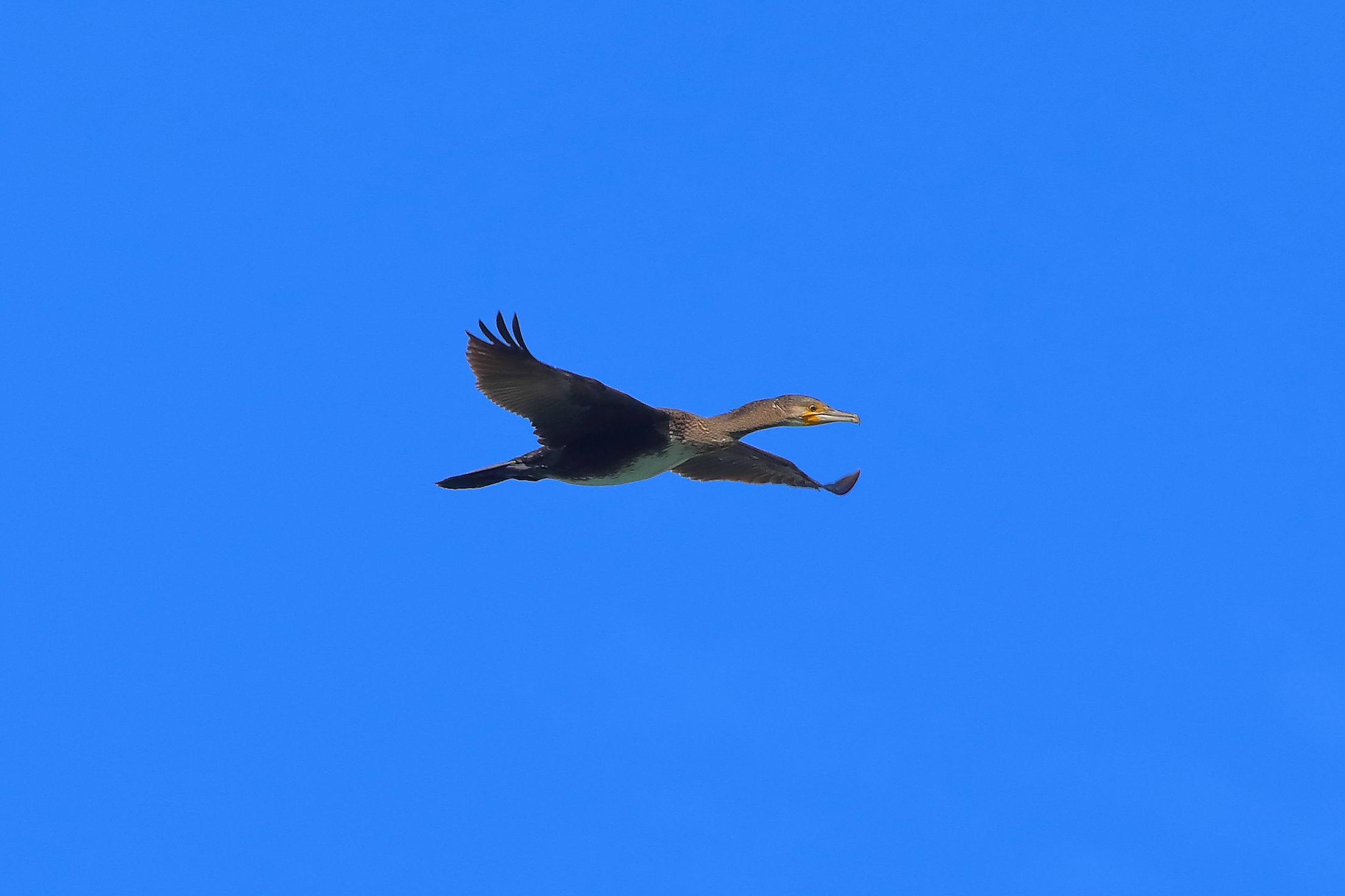 Cormorant 10 September 2025 - 0001