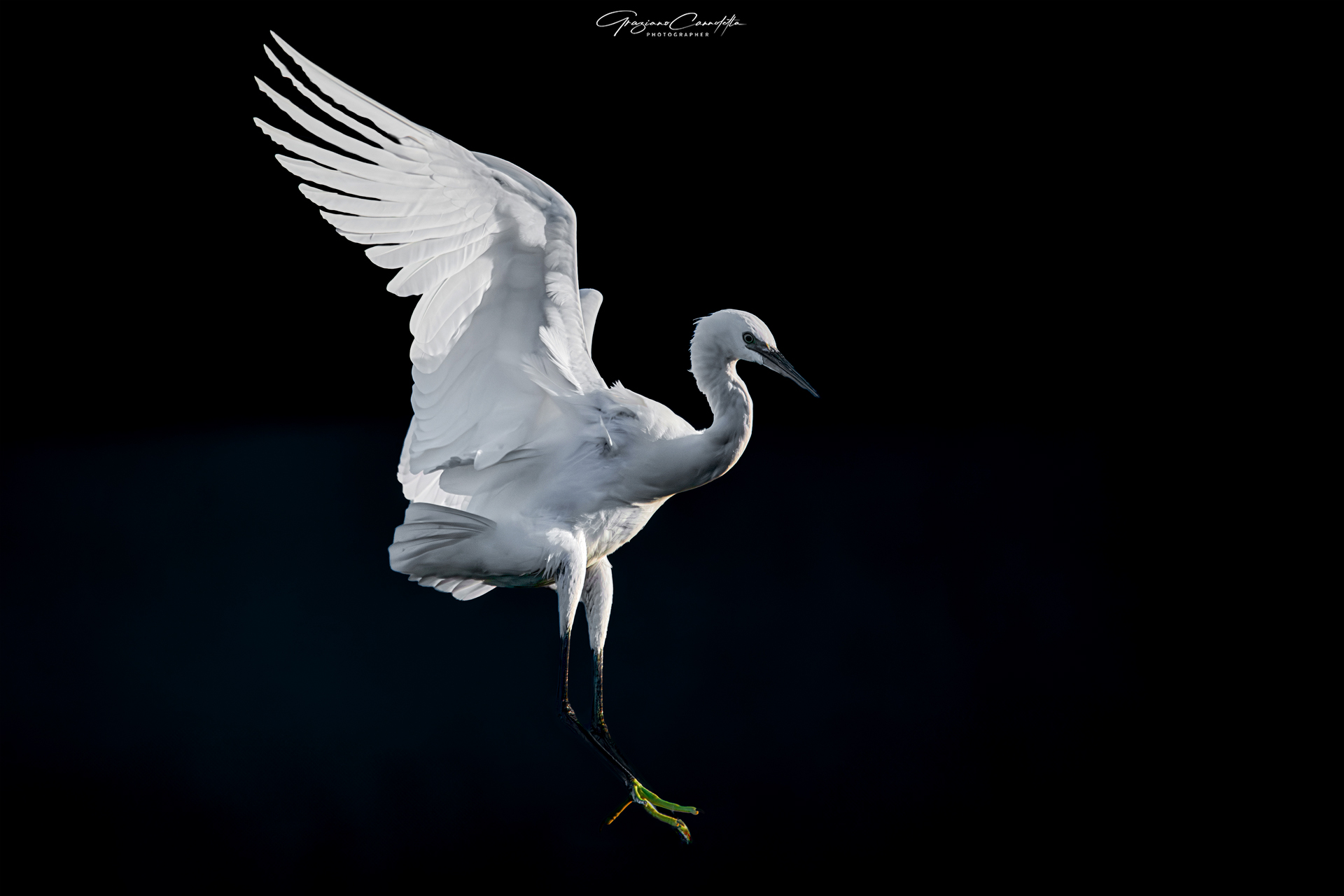 The elegance of an egret