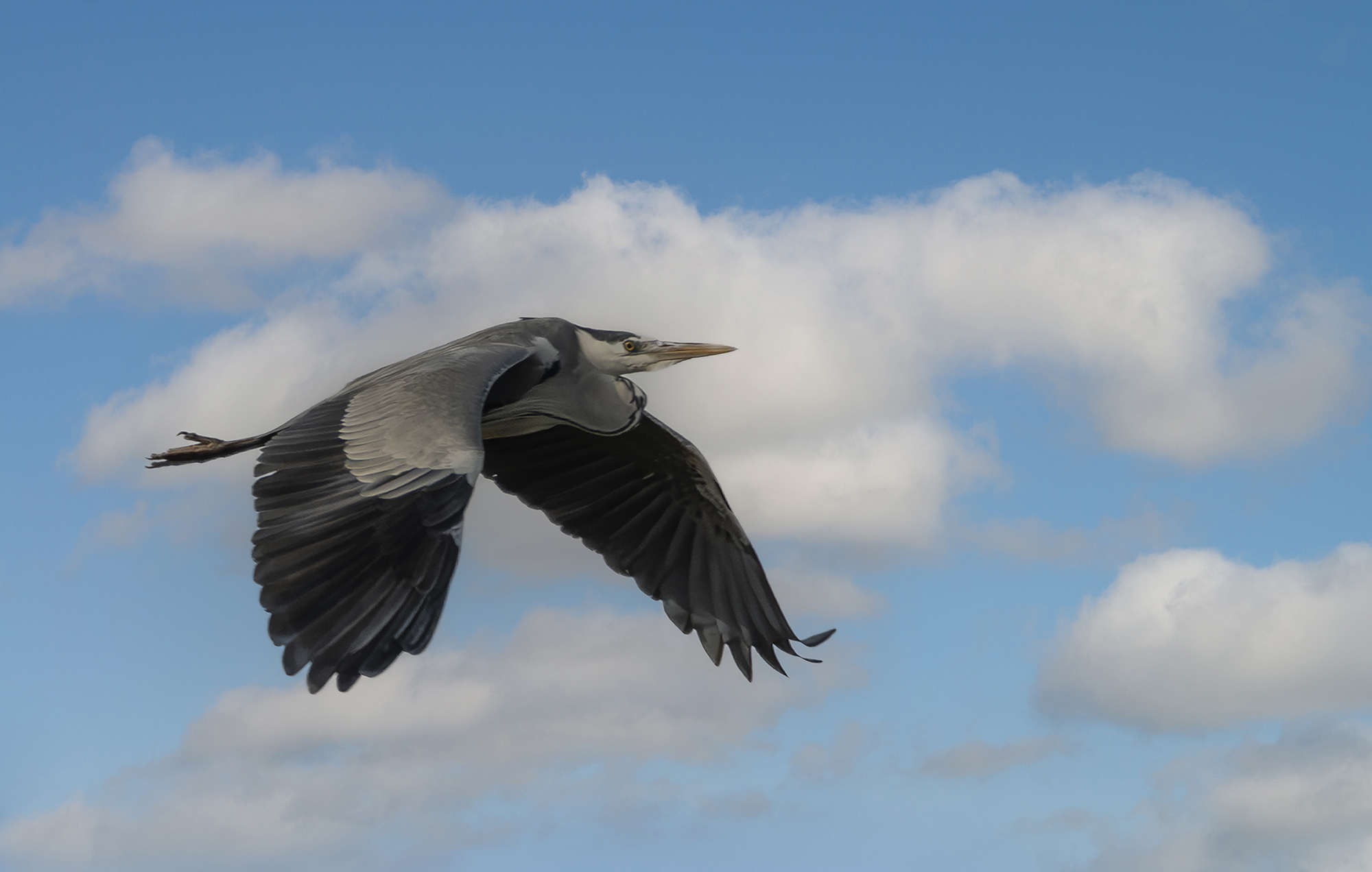 grey heron
