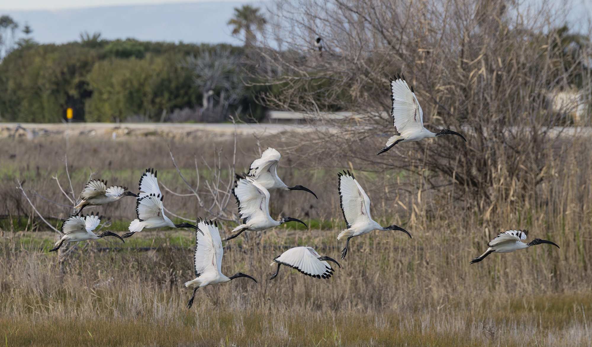 ibis in decollo