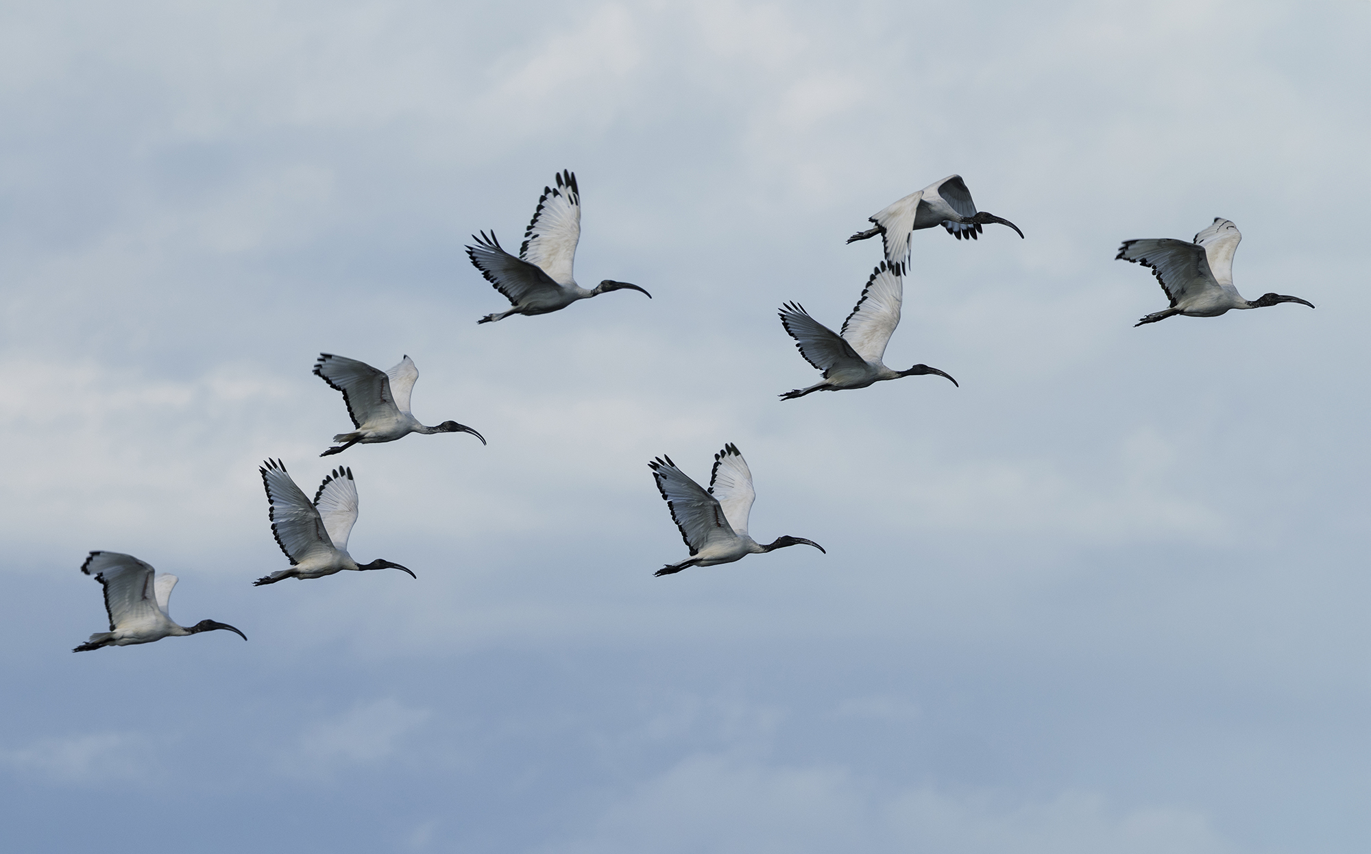 stormo di ibis