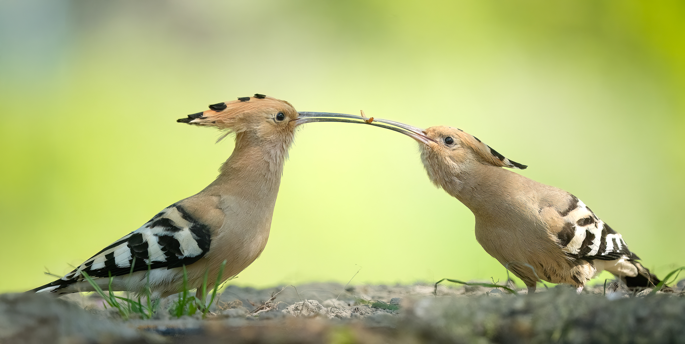 Love In The Air Hoopoe Gives A Worm To The Female