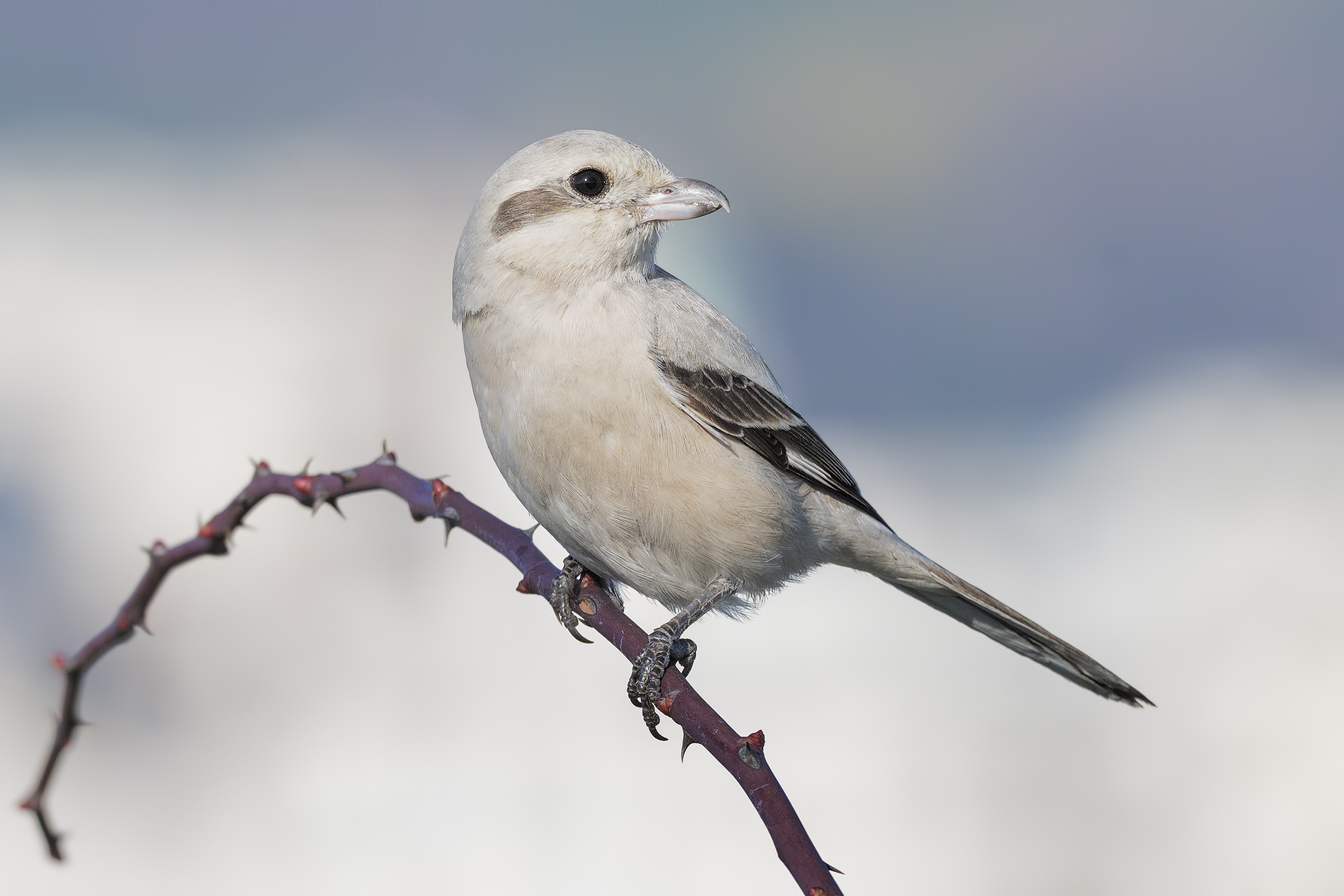 Pale-billed Great-backed Shrike