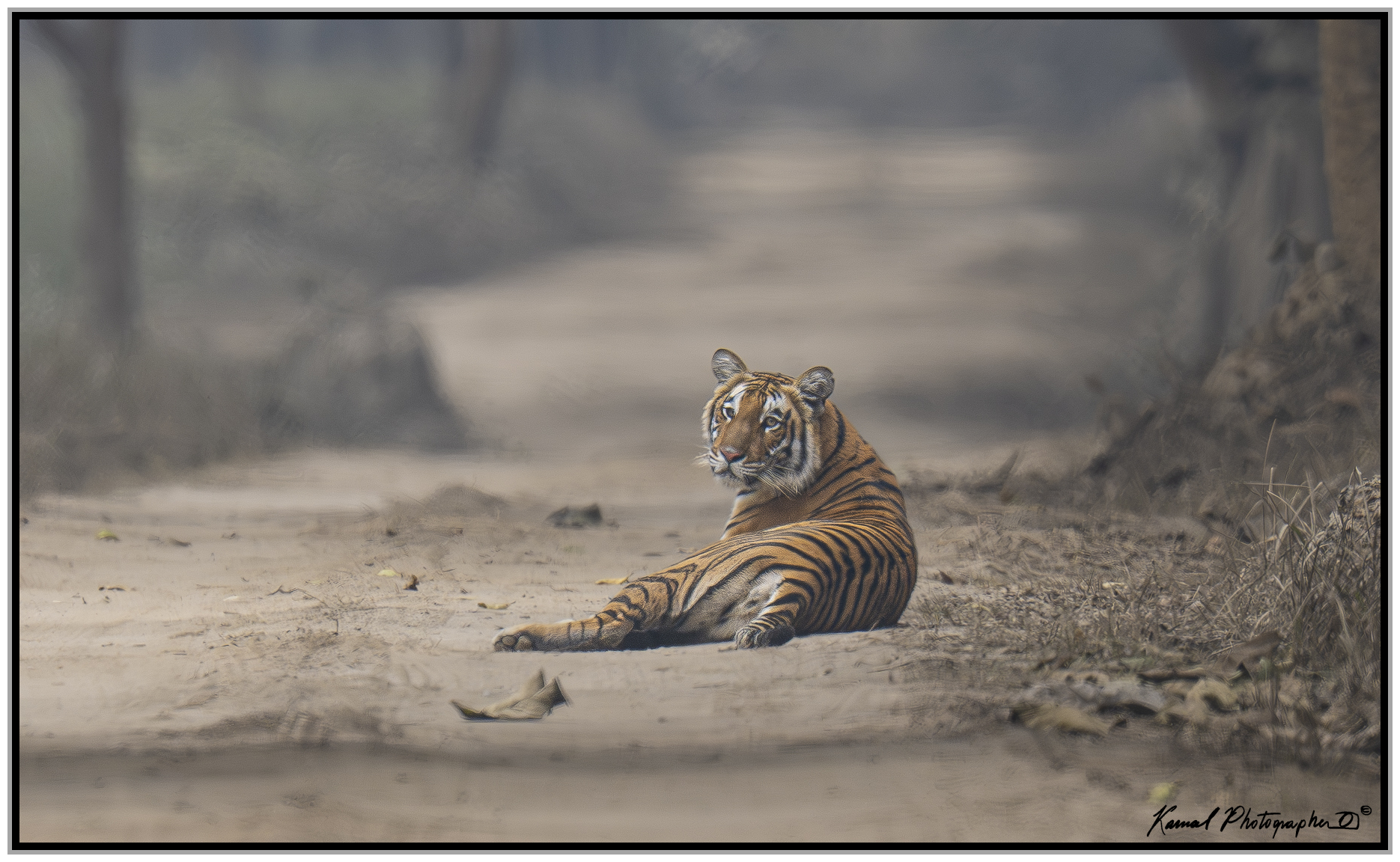 Panthera tigris   Corbett Tiger Reserve