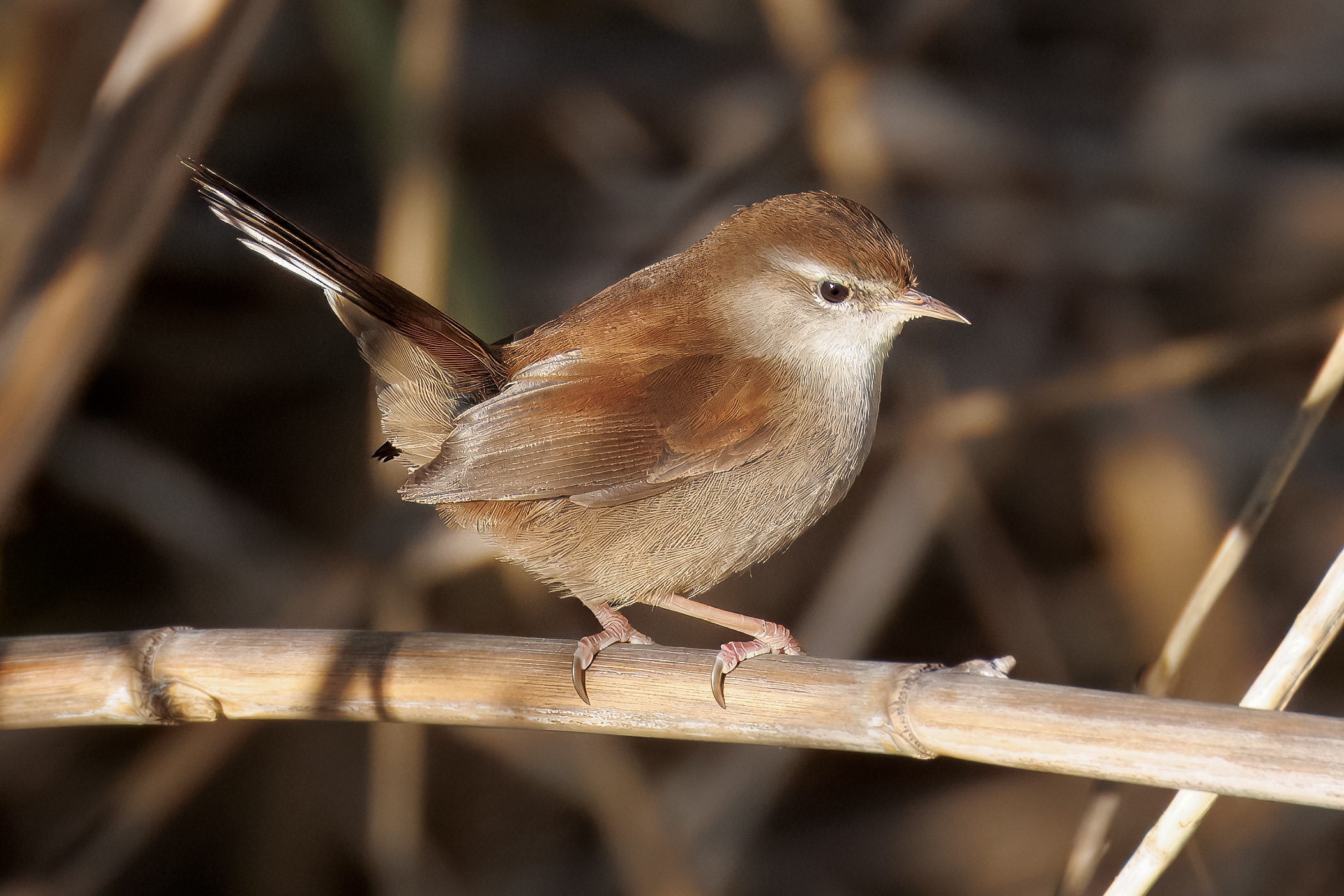 River nightingale.