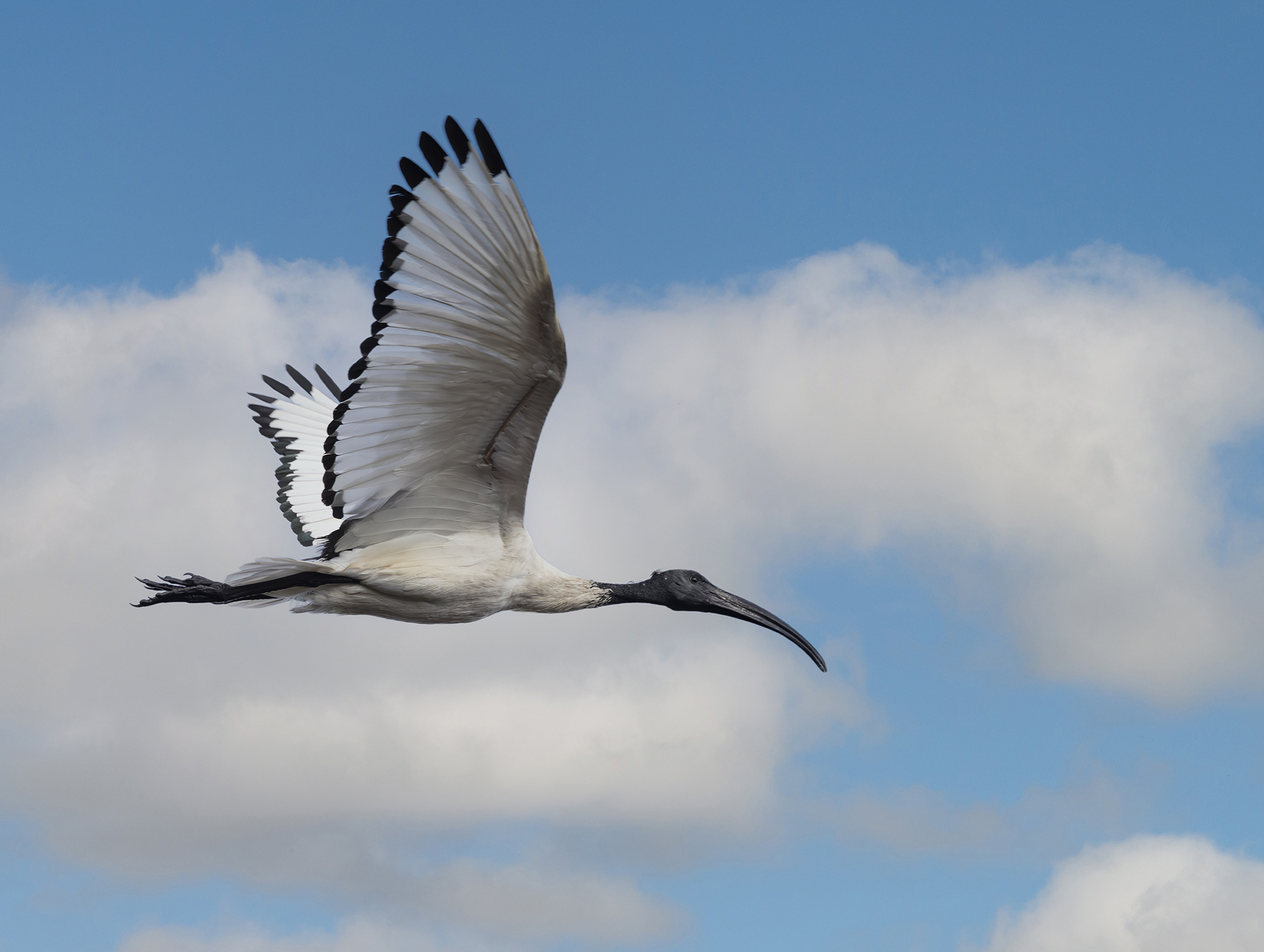 ibis in volo