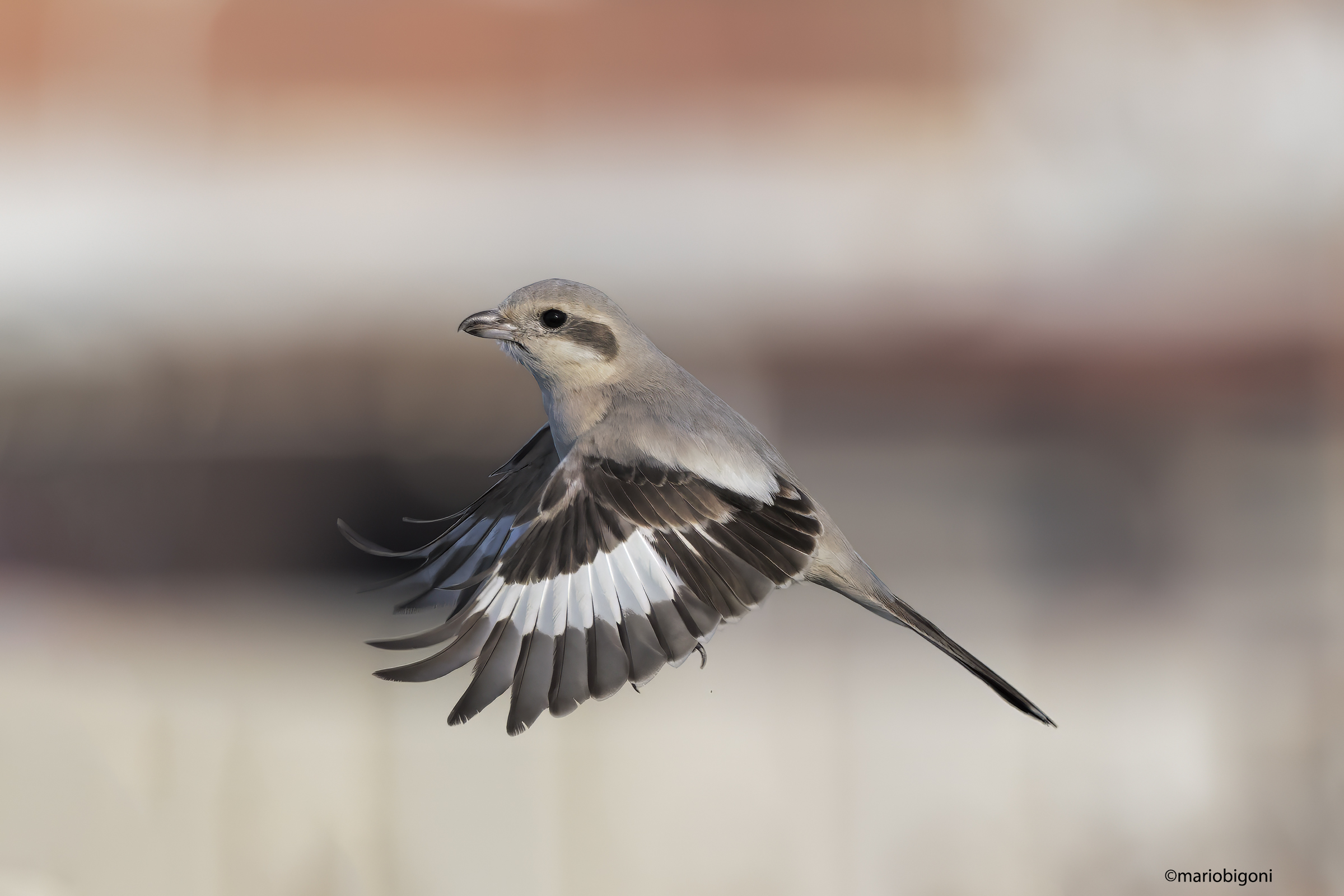 Pale-billed Shrike
