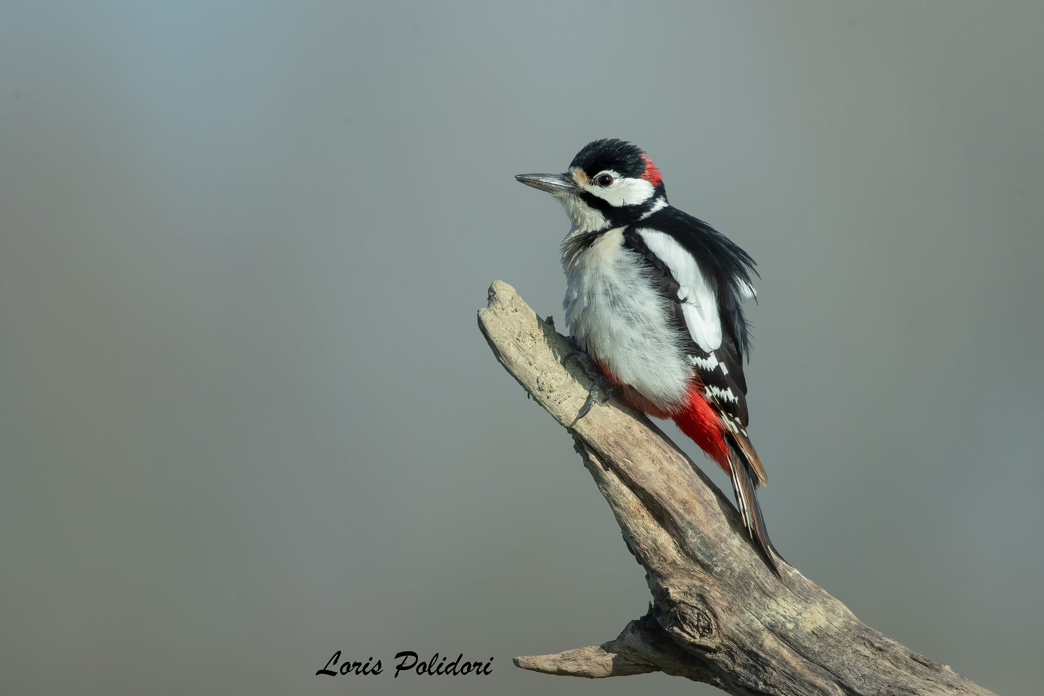 Spotted woodpecker