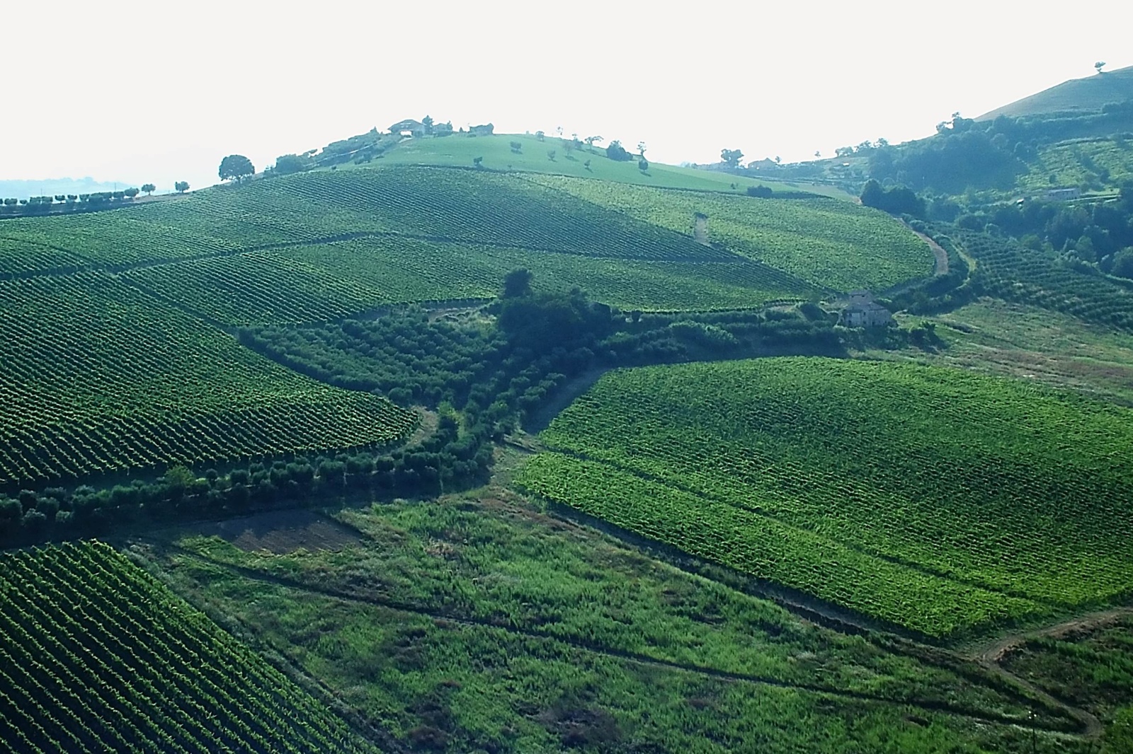 Colline marchigiane_2
