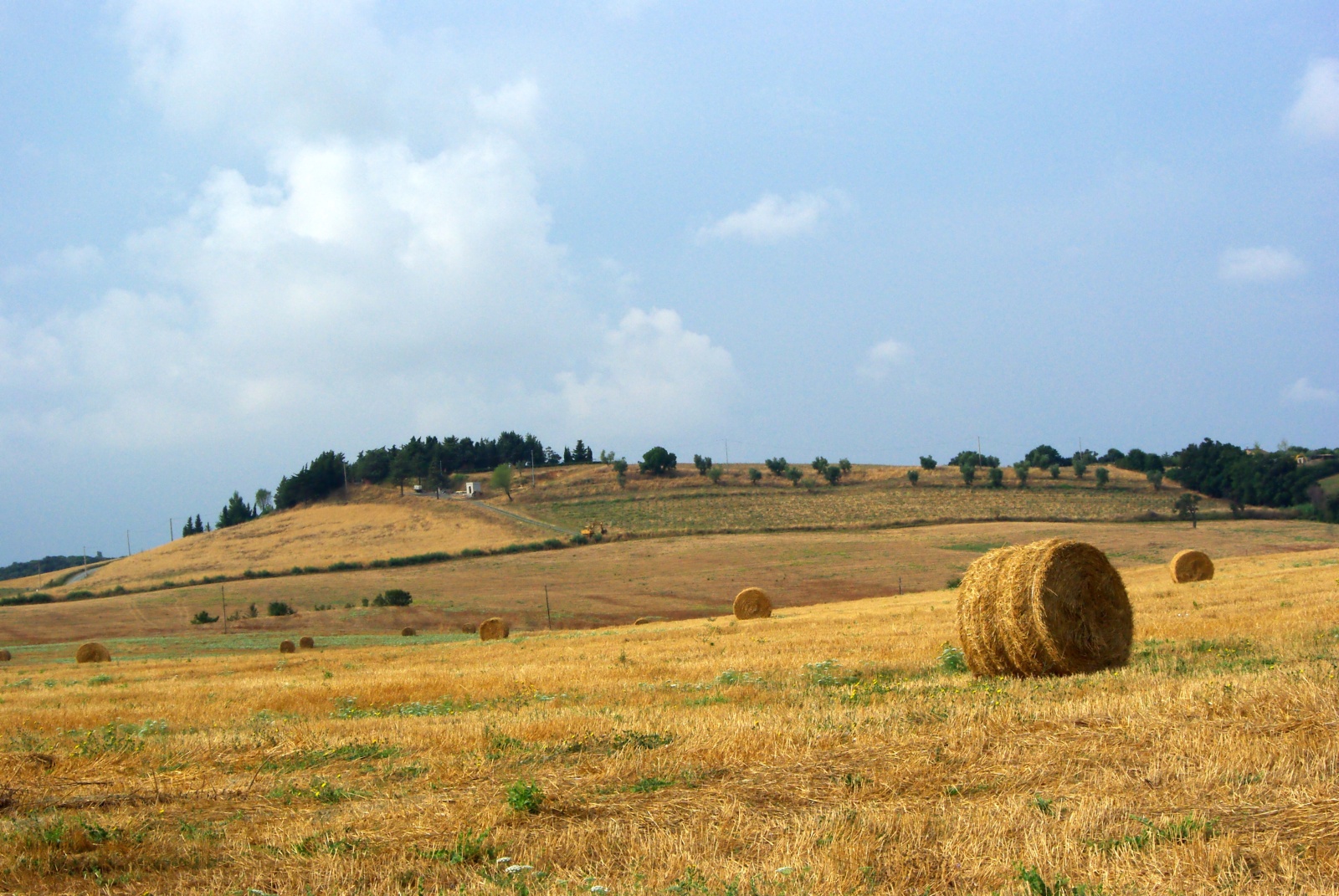 Collina toscana con rotoballe