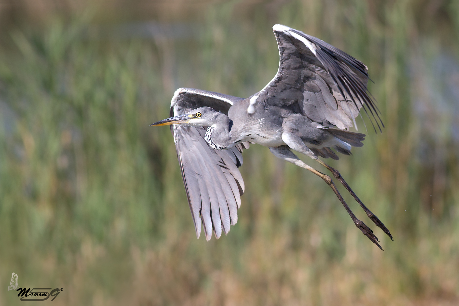 Cinerino muscoloso...