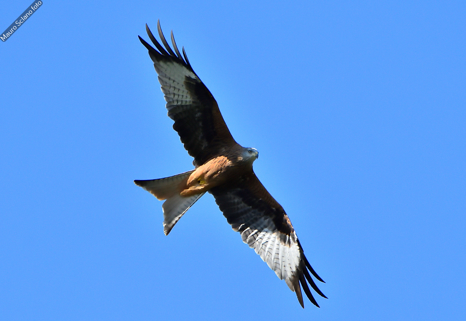 Red Kite