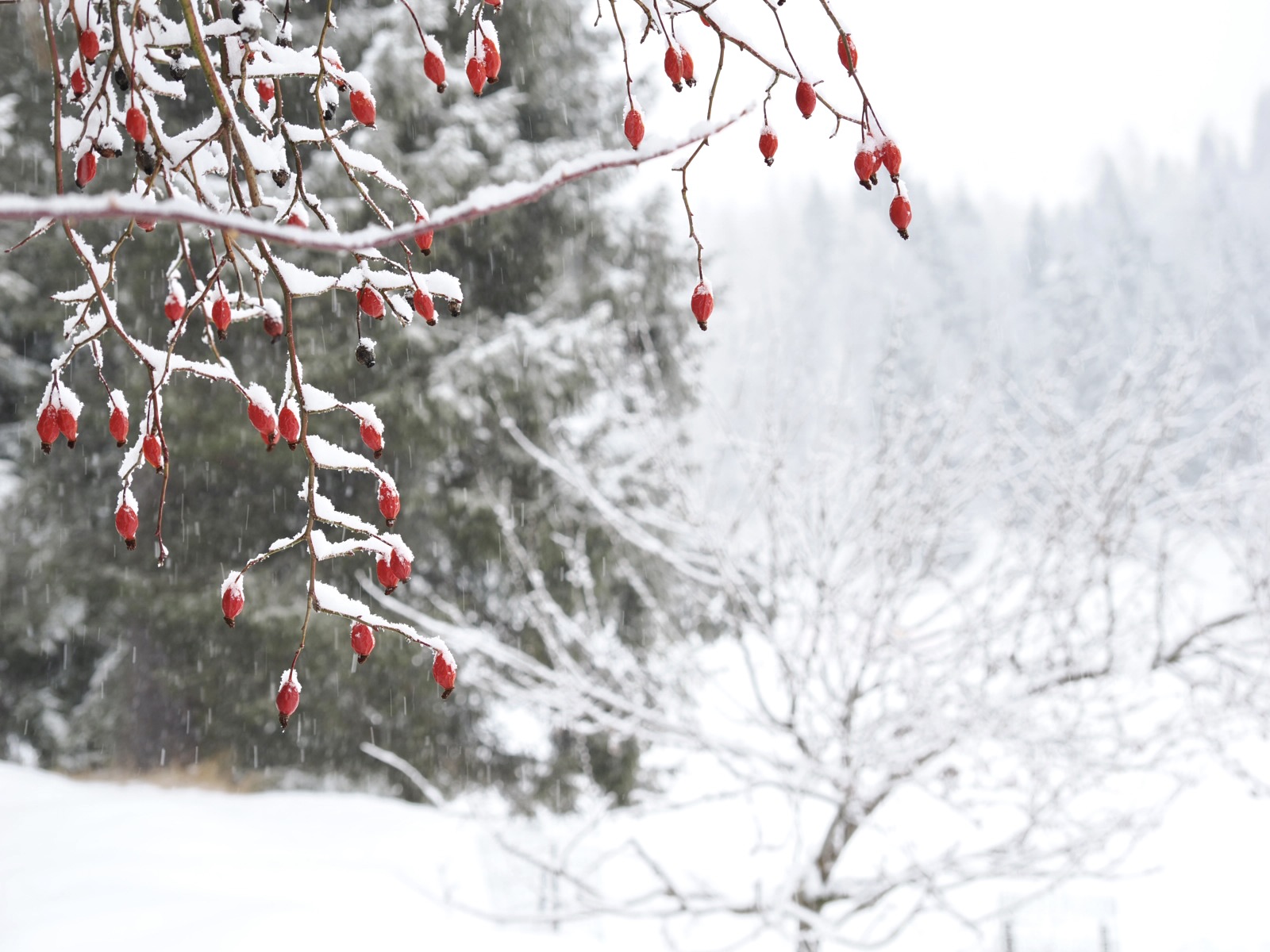 Snow in Sauris...