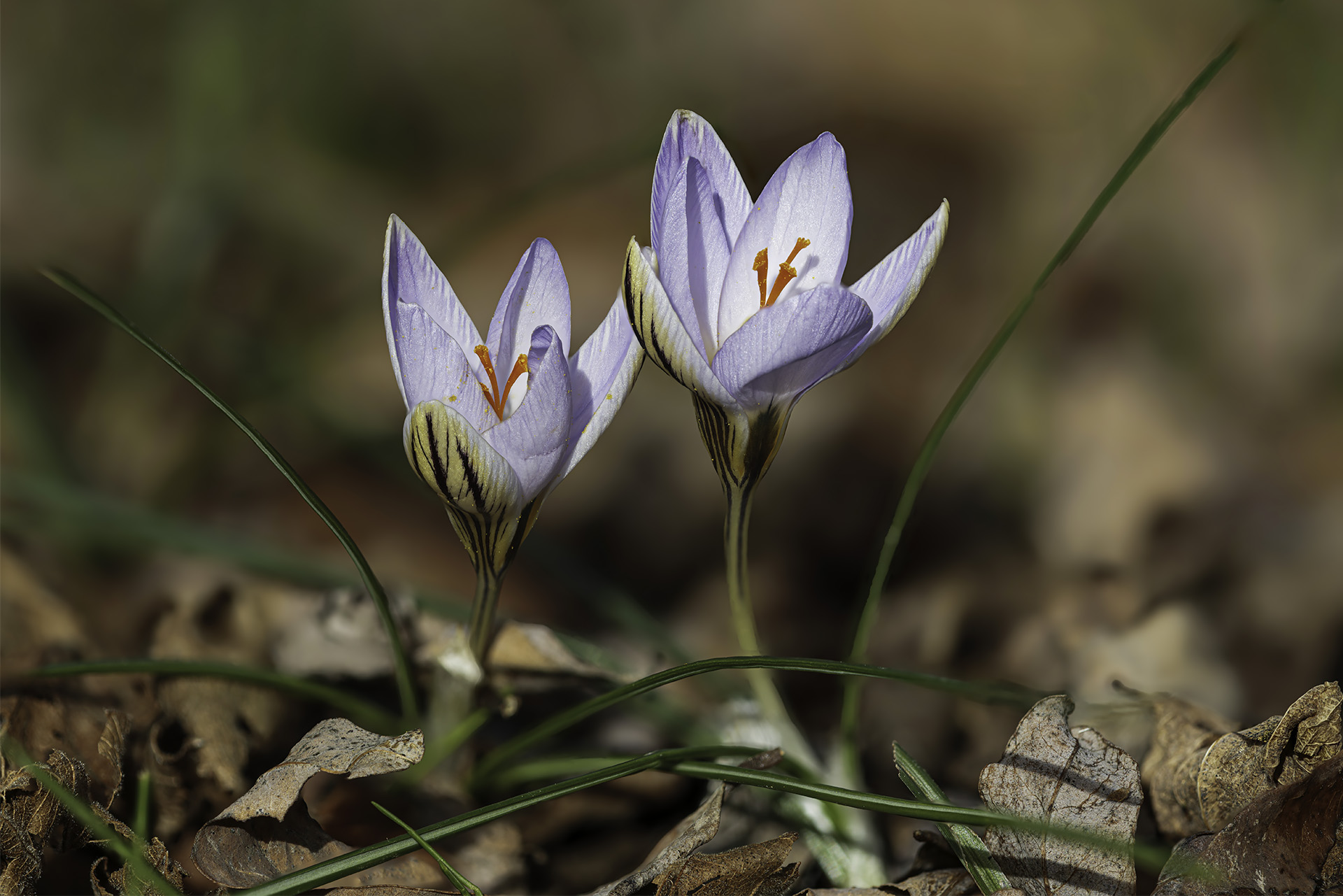 Crocus biflorus
