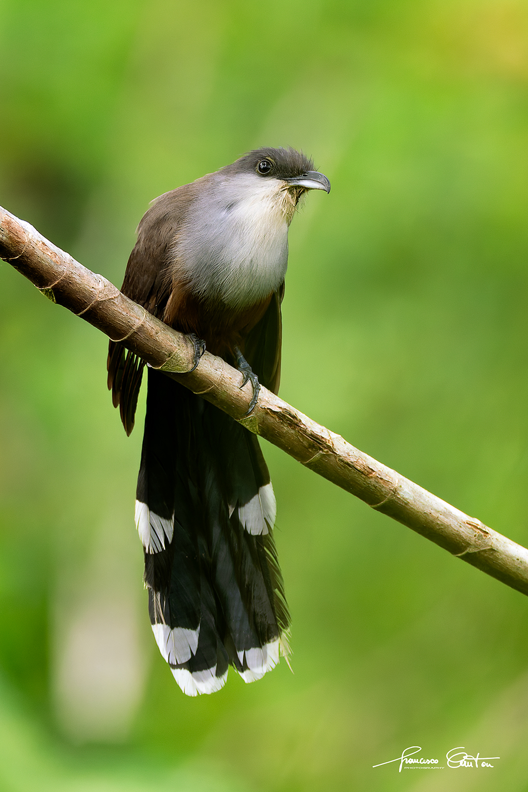 Cuckoo brown belly