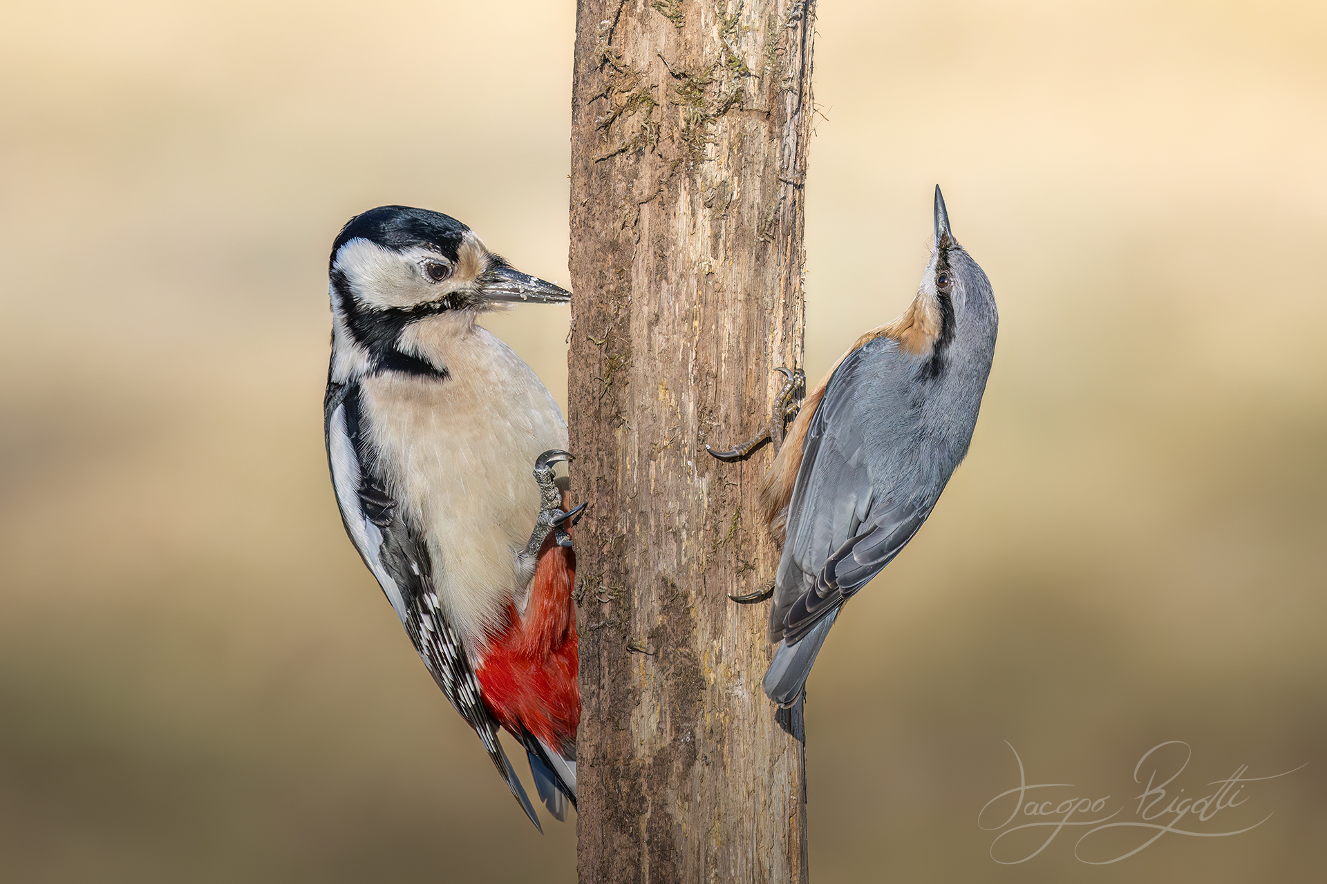 Spotted woodpecker and nuthatch