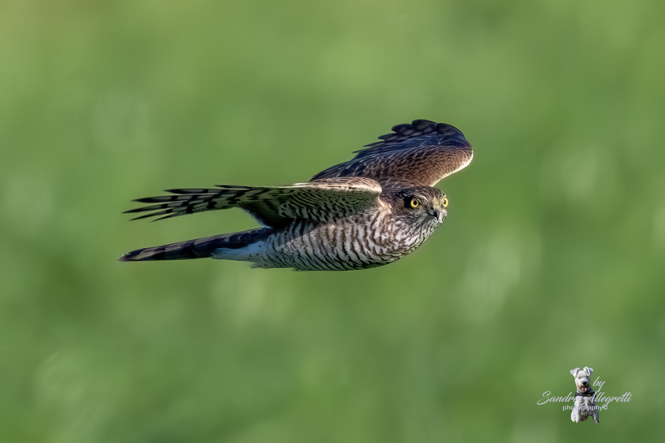Lo sparviere o sparviero (Accipiter nisus)