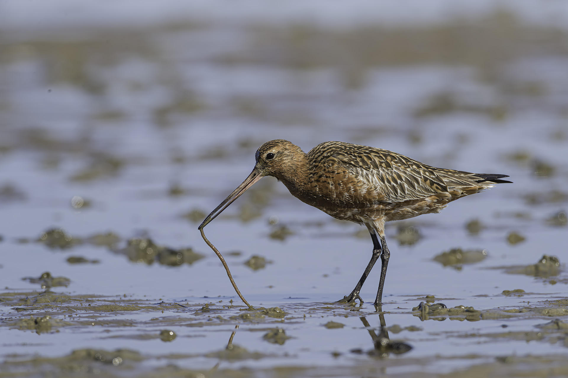 Godwit