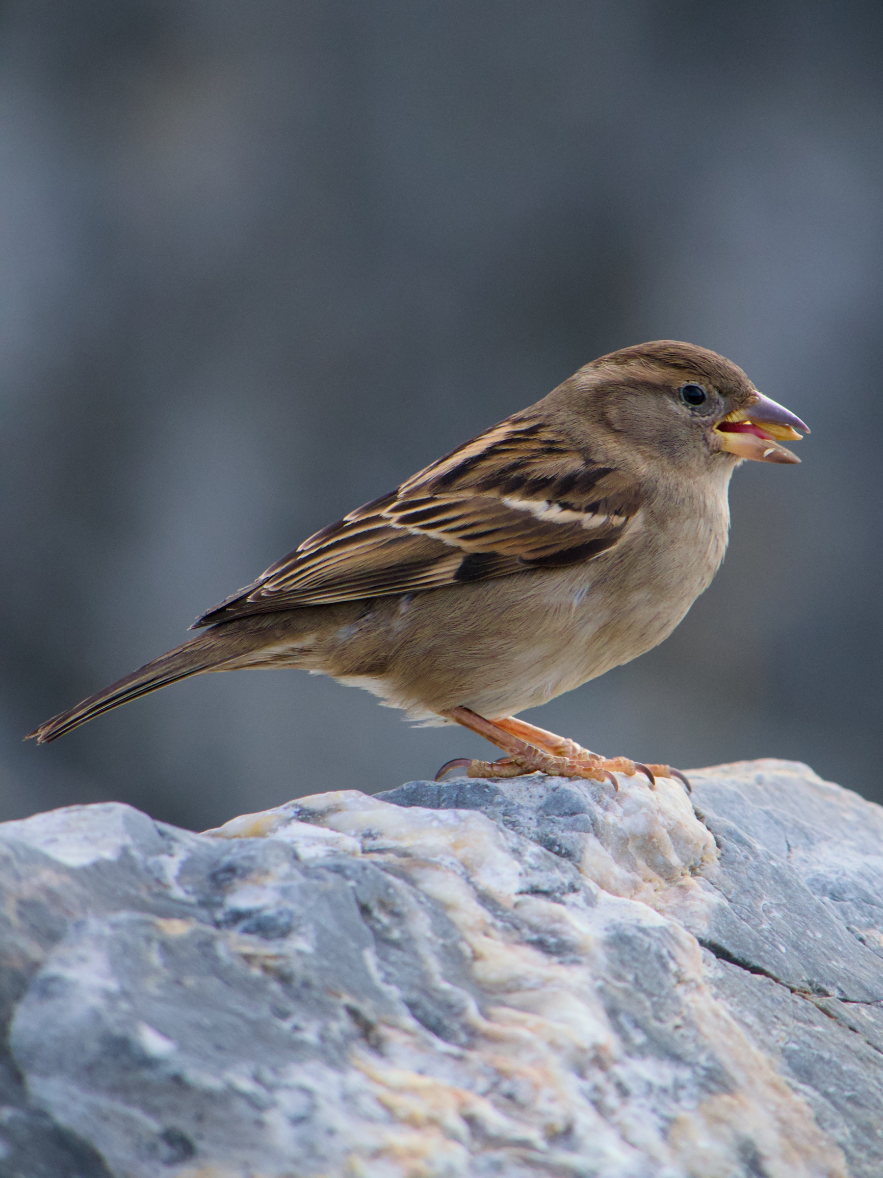 Passero
