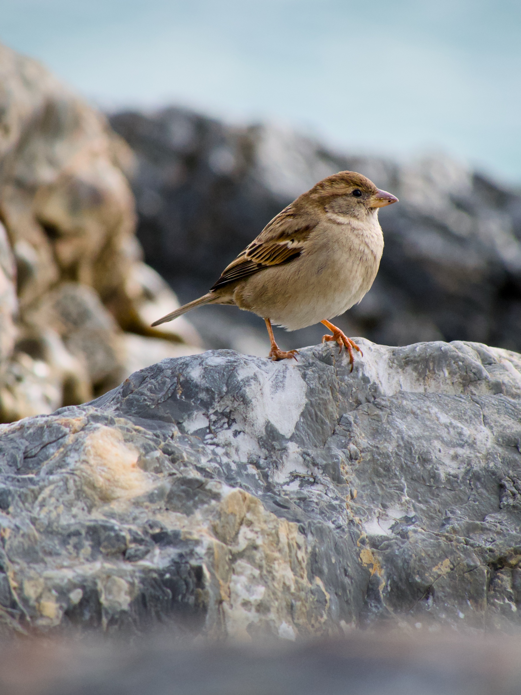 Passero